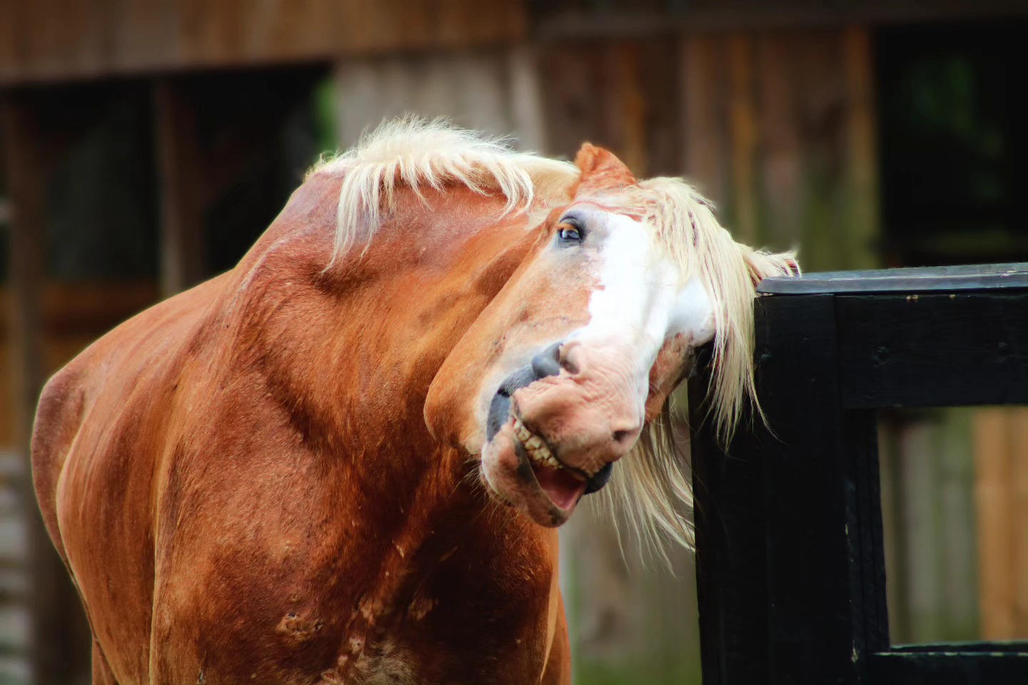 "Donnie"
#horse #horsephotograpy #photooftheday #photography #love #animalphotography