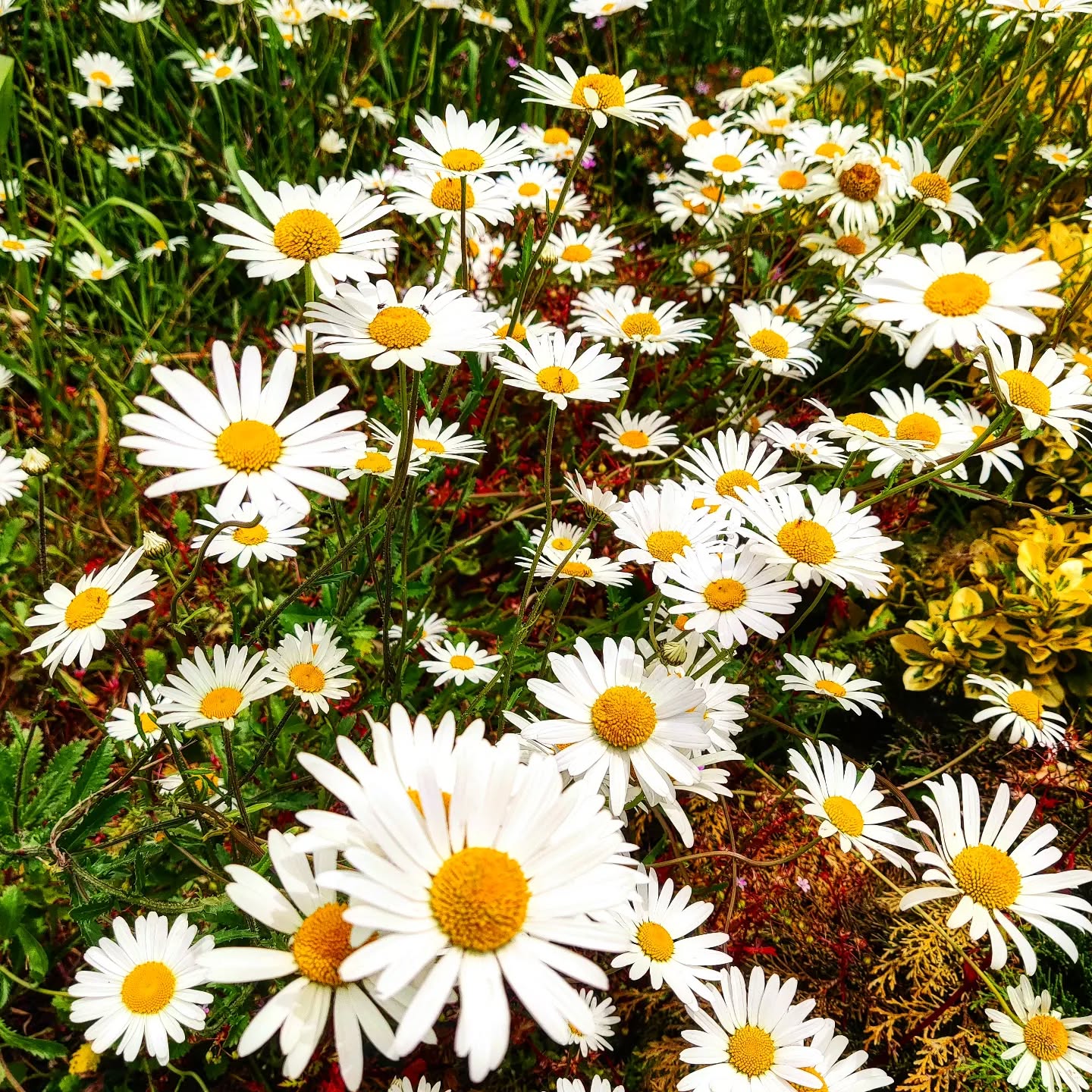 The garden blooms are in full swing 🌞
Welcoming our summer Glampers and spa guests in the golden season!
Everyday the garden looks more alive 💚
Join us to nurture yourself in nature 🌿
#nurture #nature #wellbeing #glamping #pods #cabin #healing #positivevibes #blooms #flowers #alive #thegreenhousesparetreat