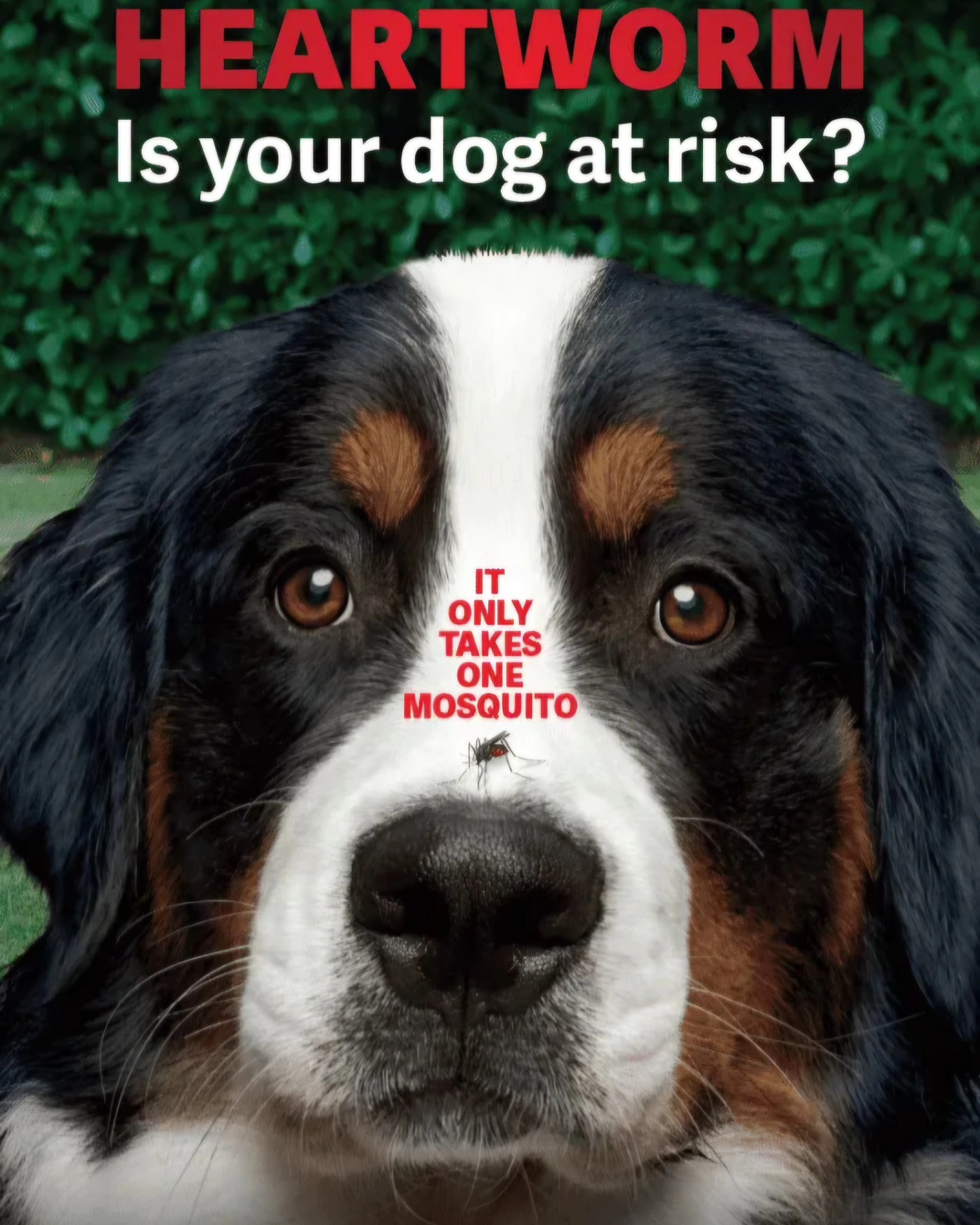 ‼️ HEARTWORM CASE CONFIRMED IN KELLYVILLE ‼️
A confirmed case of heartworm has just been reported in our local area. This is a serious and potentially life-threatening disease spread by mosquitoes.
The good news is that it’s easily preventable with a yearly heartworm injection.
🦟 Suitable for puppies from 12 weeks of age
🦟 If your dog is due (or overdue), please book in ASAP
🦟 Add the 12-month flea and tick injection at the same visit for full yearly protection - no more monthly chews
Call us or book online below - we’re here to help keep your pets safe and healthy ❤️
https://www.hillsdistrictvet.com.au/appointments