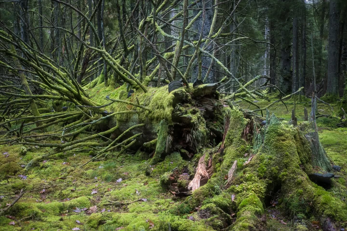 An old fir tree in a small old growth forest in Sweden. Those places becomes more and more rare and can nearly only bee seen in protected areas.
#innature
#innaturephotos
#oldgrowthforest
#firtree
#gianttree
#rareforest