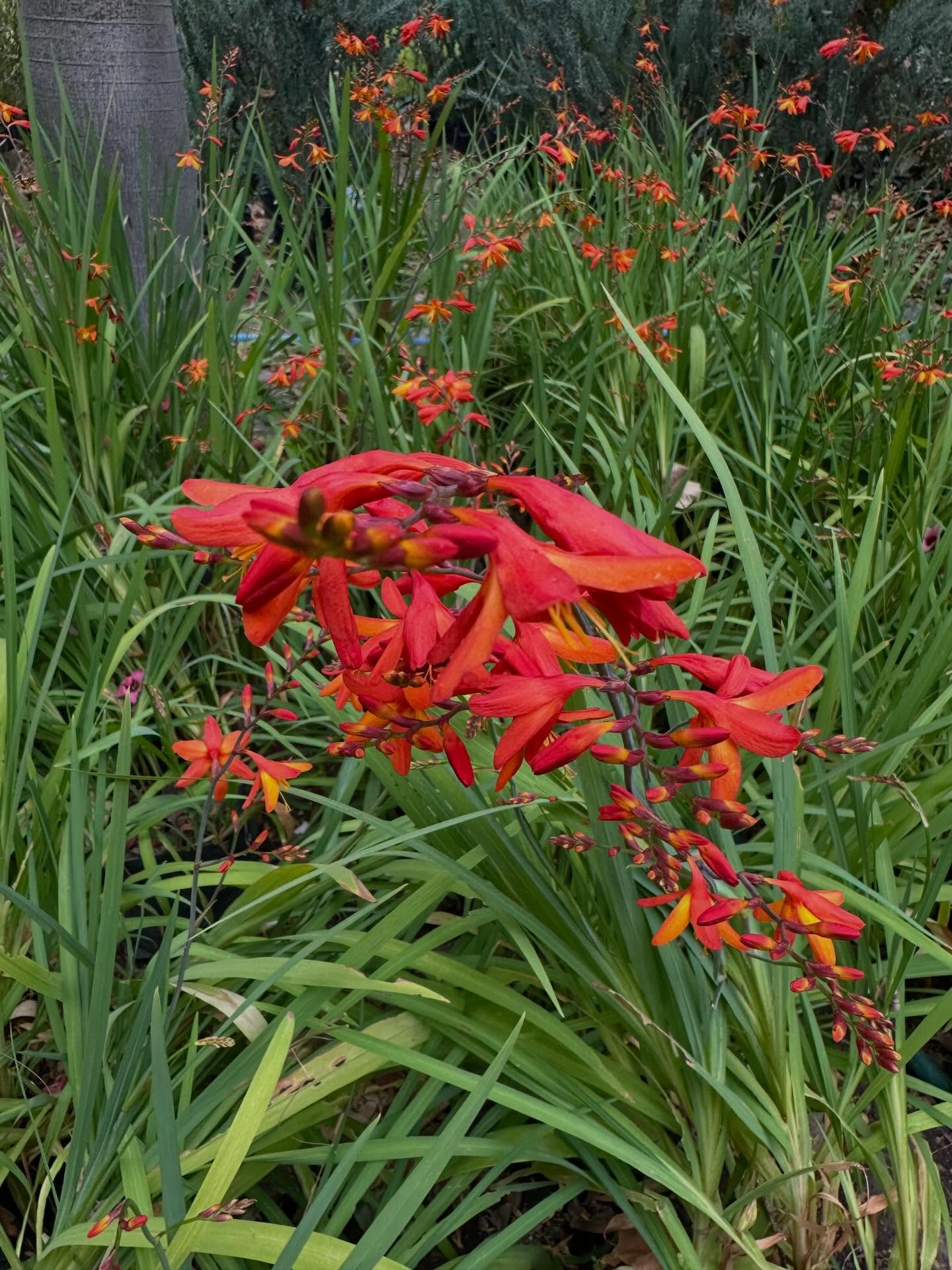 CROCOSMIAS 🧡