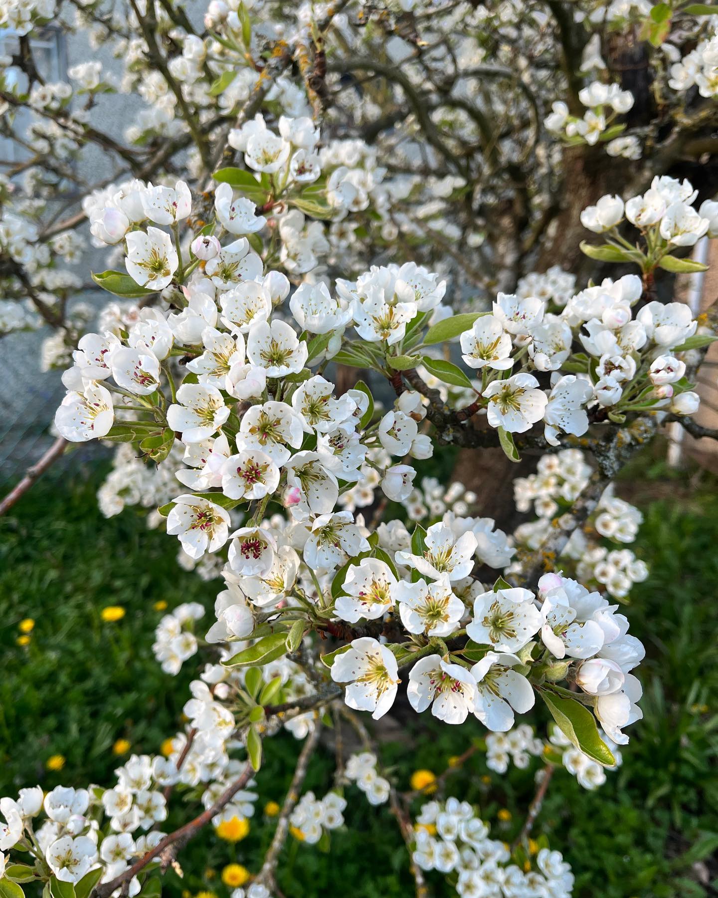 Pear tree in bloom 😍