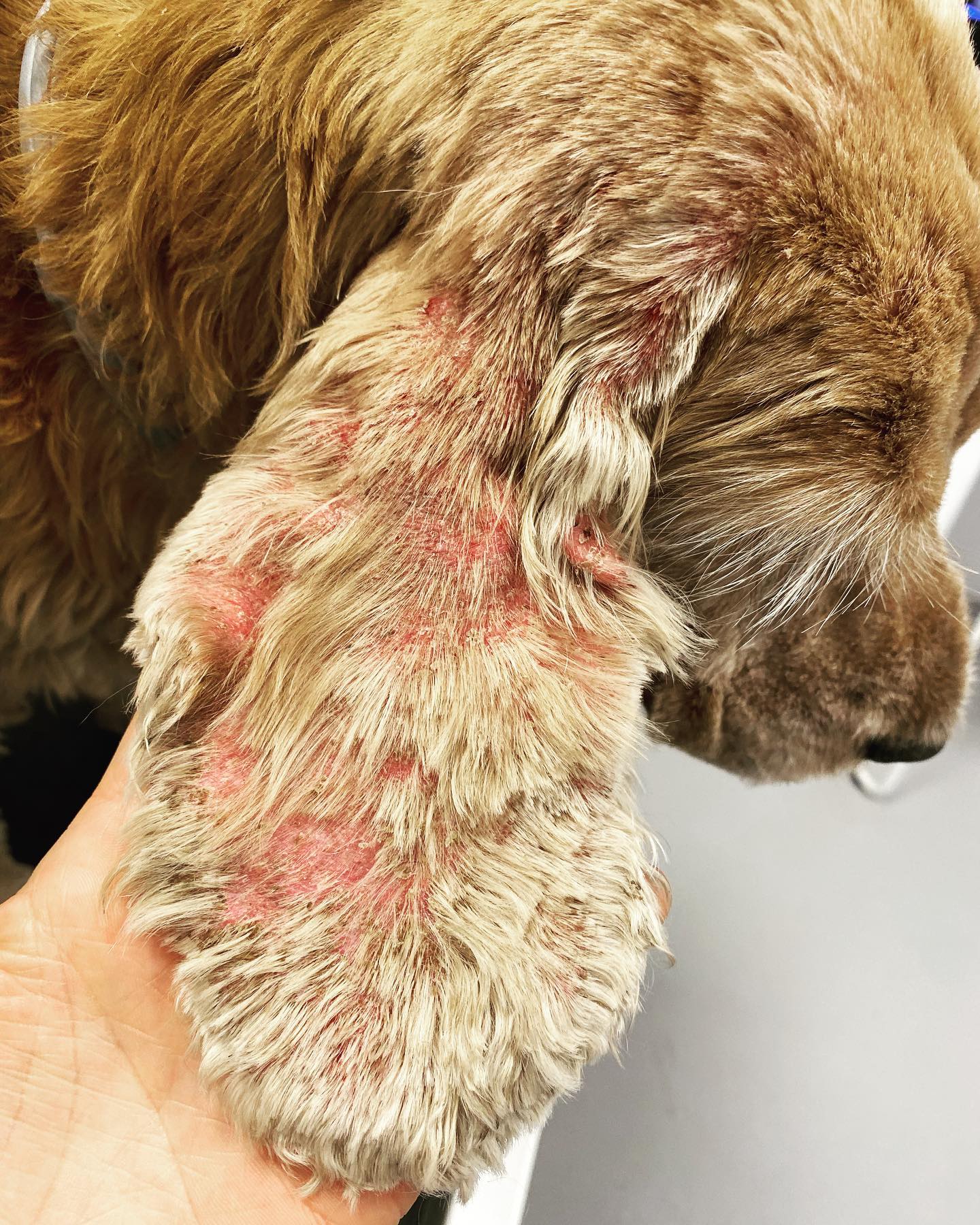 Gale sarcoptique avec atteinte caractéristique des pavillons et un réflexe oto-podal positif chez un Cocker.
#vetdermatologiemarseille #veterinaire #dermatologie #chien #gale #galesarcoptique #sarcoptes #prurit