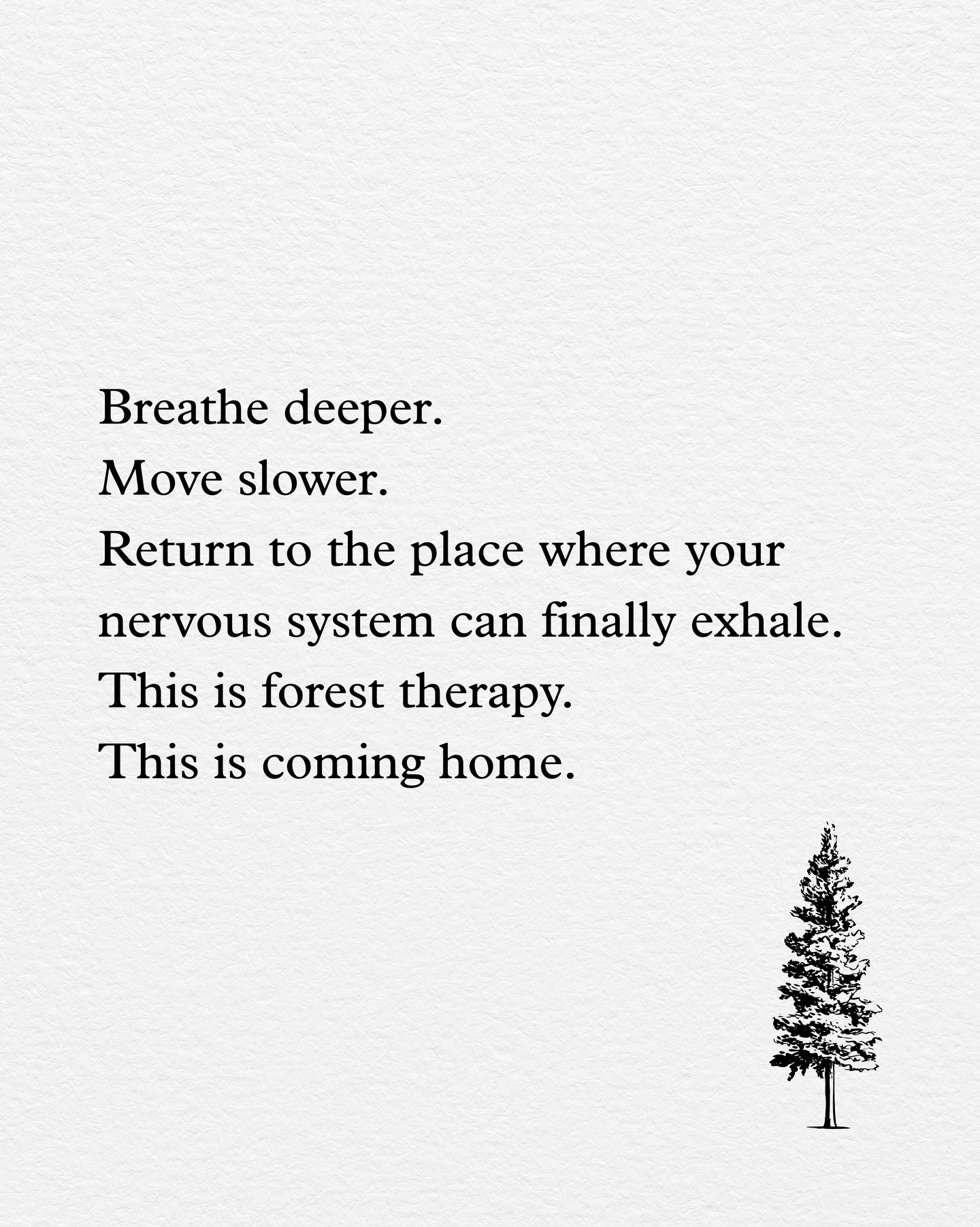 Evidence-based nature immersion, where focus softens, creativity returns, and the mind remembers how to rest.
#forestbathing
