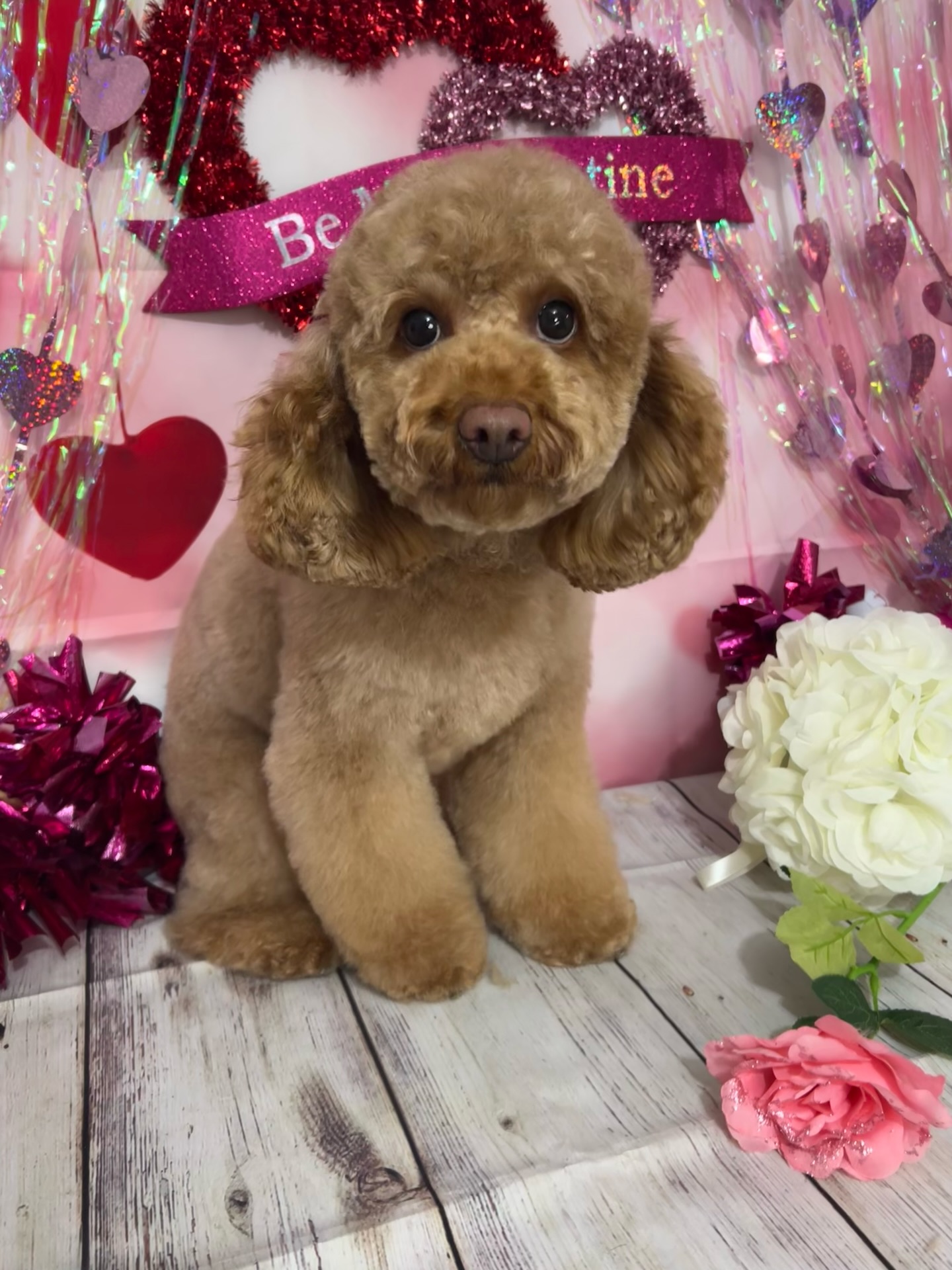 I Chews you! Canella is For the L💗VE @pawsh.cle
#clevelanddogs #clevelanddoggroomer #cleveland #clevelandgroomer #pawshcle