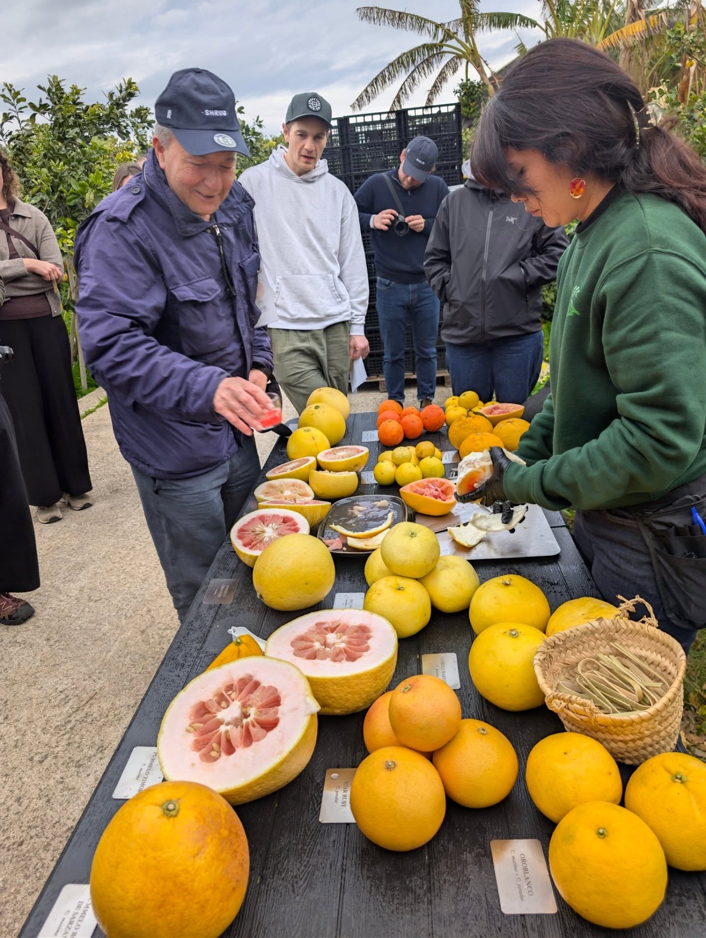 This was my fourth day in Valencia. I've seen friends and family. Ate arroz caldoso in front of a rice paddy at my cousin's village. I had shared some winter Valencian tomatoes with some of the village folk and also spent one morning understanding the importance of irrigation since the time of the moros until present day in the Valencian Community.
Now it was time to connect with my friends from @shrub.london and head inland to the town of Palmera to find 'gold' at @todolicitrusfundacio
Many years ago Vicente Todoli was on a trip to Ischia, and on a market trip he saw a Citron and fell in love with it. He mistook it for a lemon as most of us would. But unlike us his inquisitive mind made him wonder about such a distinctive fruit. Before he knew it he bought a small bag, and he smuggled it, and brought it back to his family orchard in Valencia. Over several years he would have over 500 varieties in his land which now has become a research centre and foundation to preserve citrus biodiversity.
For me it was a sensory high but also a reminder that there is not one way of doing things. That as farmers in Valencia are fighting the rise of new monoculture crops such as chinese lettuce that are easier to grow and give you a higher return. The vast majority are connected to their land , see the importance of biodiversity and keeping the countryside alive.
After hours of tasting citrus and feeling like a child eating sugar I was on a high.
Over dinner, Christine @giddygrocer asked Vicente why? And he told us the story that I've just told you.
So what I got from this trip was a reaffirmation of what I already know. Fall in love and feel and see things through the eyes of my inner child. And to preserve those memories for the next generation to support those that care about local ecosystems.
Gracias a mis panitas Harry y Sam for this
💕