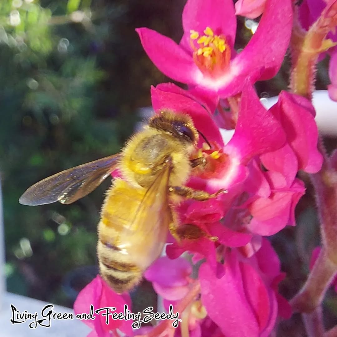 Antigonon leptopus - Coral Creeper
Bees love this plant! A gorgeous pink flowering vine that makes a fantastic addition to the home garden, especially if you want pollinators visiting!
Fresh seeds in stock now in our seedy webstore!
#antigononleptopus #antigonon #coralcreeper #pollinators #Bees #welcomepolinators #pinkflowers #pink #hotpink #floweringvine #seedsuppliers #seedywebshop #seeds #australianseedsupplier #exoticseeds
