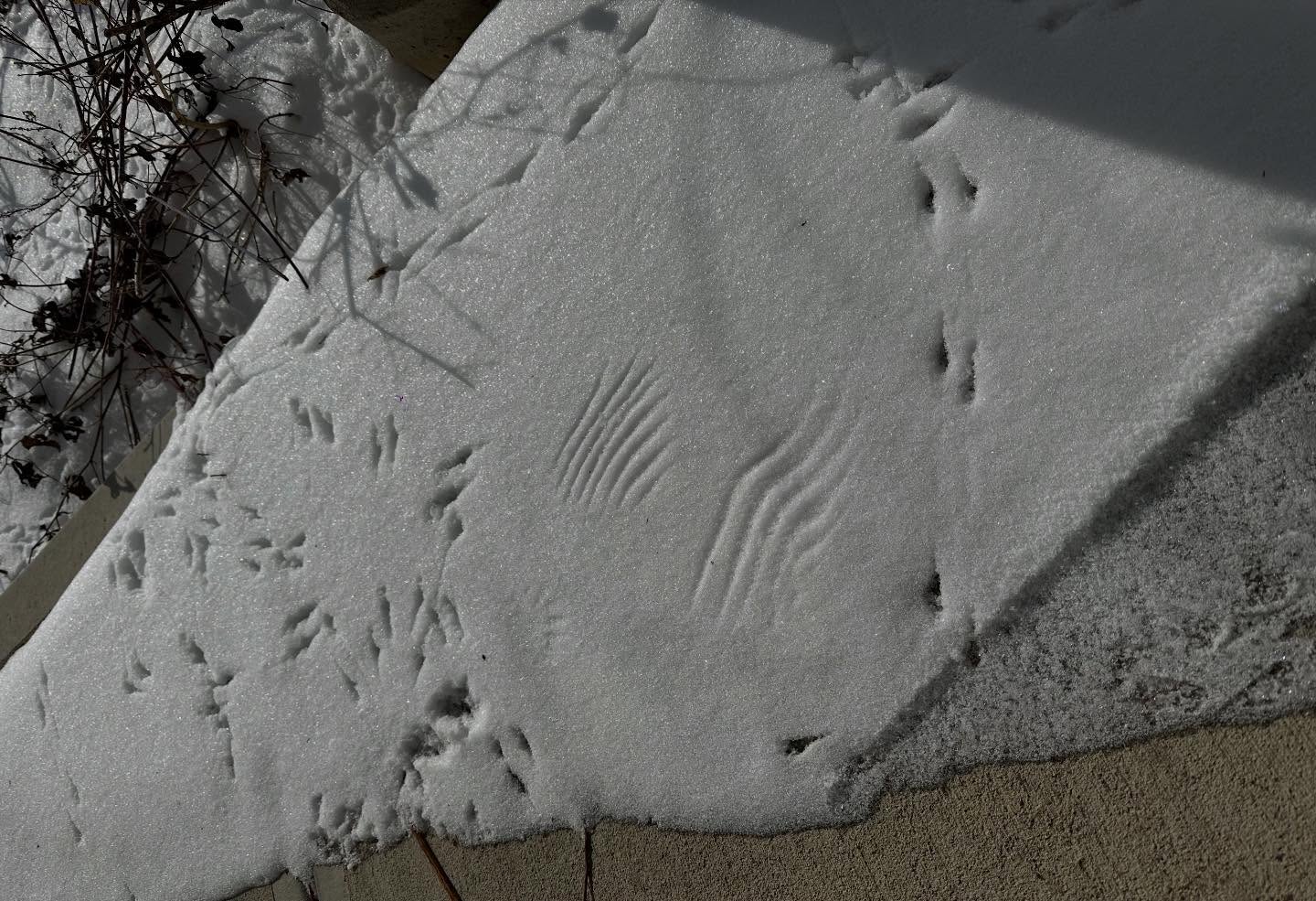 The critters at the field center seem to be having fun in the snow! Check out those wing prints spotted🪽⛄️We hope everyone is having a safe and fun winter!