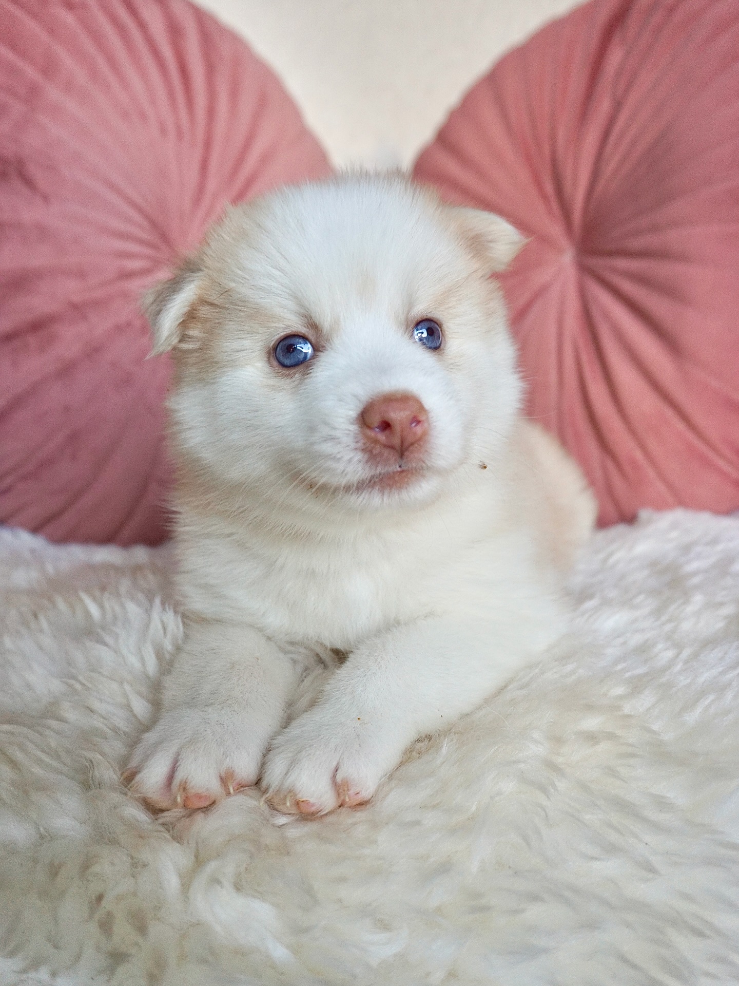 Hallo 😍
ich bin gerade frisch verliebt in mein neues Leben und meine neue Mami ist ein echter Schatz. Beim Kennenlernen hat sie mich ungefähr 50 Mal ganz ruhig wieder zurück aufs Sofa gesetzt, weil ich natürlich ständig testen musste, ob ich schon fliegen kann. 😄 Sie war dabei so geduldig und liebevoll – aber gleichzeitig konsequent. Ich glaube, ich hab da genau die richtige Mischung erwischt, wenn ich mal wieder nur Blödsinn im Kopf habe.🙊
Jetzt kommt das Lustigste: Wir haben noch ein Mini-Problem… mein Name!
Meine Mami kann sich nicht entscheiden, ob ich Mailo oder Rocky heißen soll.
Was meint ihr? Team MAILO oder Team ROCKY? 🤍🐾 stimmt in den Kommentaren ab! 🥳
(Und jaaa… bald bekomme ich auch ein Hundegeschwisterchen – ich bin schon gespannt!)
#Pomsky #PomskyDeutschland #PomskyPuppy #PomskyvanEssa #pomskywelpe