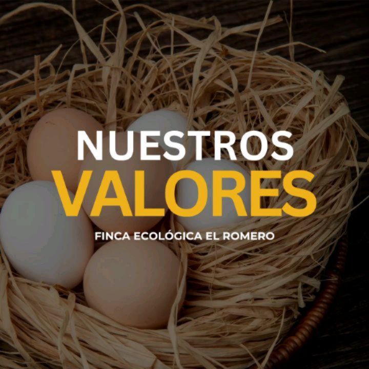 🥚 Estos son los valores que nos mueven en Finca Ecológica El Romero:
1. 🐔 Garantizar el bienestar de nuestras gallinas, que vivan de la manera más natural posible.
2. 🧬 Proteger nuestro patrimonio genético.
Por eso criamos dos razas de gallinas en peligro de extinción: La Gallina Murciana y la Castellana Negra 100% Raza Autóctona.
3. ⛰️ Educación ambiental: Queremos mostrar nuestra experiencia y los beneficios de la vida rural. A ello contribuimos con las visitas a nuestra finca y con El proyecto @proyectopioeduca2025.
4. 🌿Fomentar la alimentación ecológica y el consumo de productos de cercanía.
Estos valores son los que dan forma a nuestro proyecto, que va más allá de la venta de nuestros huevos ecológicos.
Por suerte, cada vez somos más los que nos preocupamos de donde procede lo que comemos y cómo ha sido producido.
¡Esperamos que os gusten!💫
#huevosecológicos #huevoscastellanegra #huevosgallinamurciana #huevosmurcia