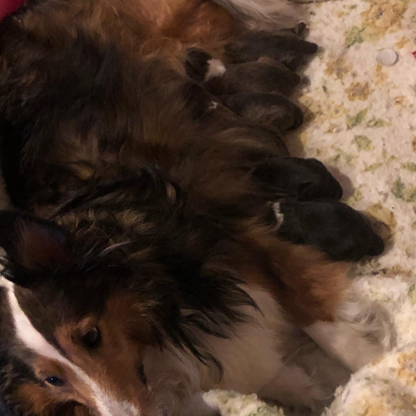 The Sheltie puppies are here! Be prepared for lots of puppy pictures in the next few weeks! #sheltiesofinstagram #sheltiepuppy #shetlandsheepdog #buffaloMn #puppiesofinstagram