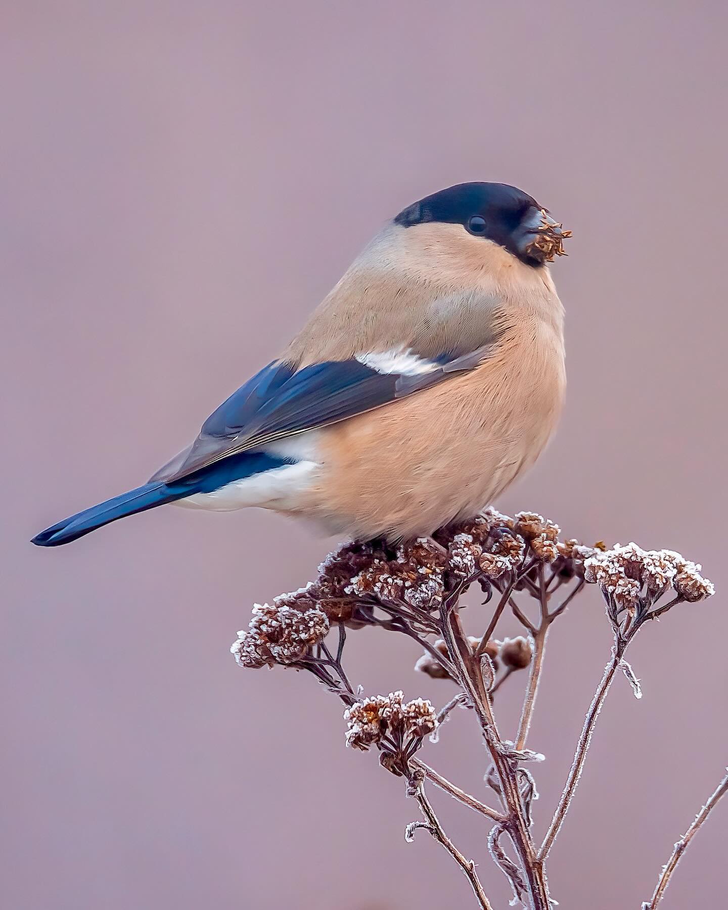 Heute stimmte das Licht und das Umfeld perfekt zu der farblich etwas dezenteren Dompfaff Dame und setzt die Szene perfekt ins Licht.
Ton in Ton oft in der Natur besonders wunderschön👌👌
Die Dame zeigt ein dezenteres Farbmuster als das Männchen: meist eher graubraun oder schwach rötlich im Bauchbereich statt des kräftigen Rot des Männchens.
Die Dame wirkt oft etwas vorsichtiger.
Am Futterplatz lässt sie gern dem Männchen den ersten Bissen.
Meist paarweise unterwegs, besonders im Winter. Zwei Vögel, ein Rhythmus.
#wildlife #nature #birds #vogelfotografie #geoleserfoto birdphotography wildlifephotography
canonshopachatzi naturephotography bbcwildlife natgeoyourshots wildlifephotographer
birdsofinstagram wildlifephoto nationalgeographer