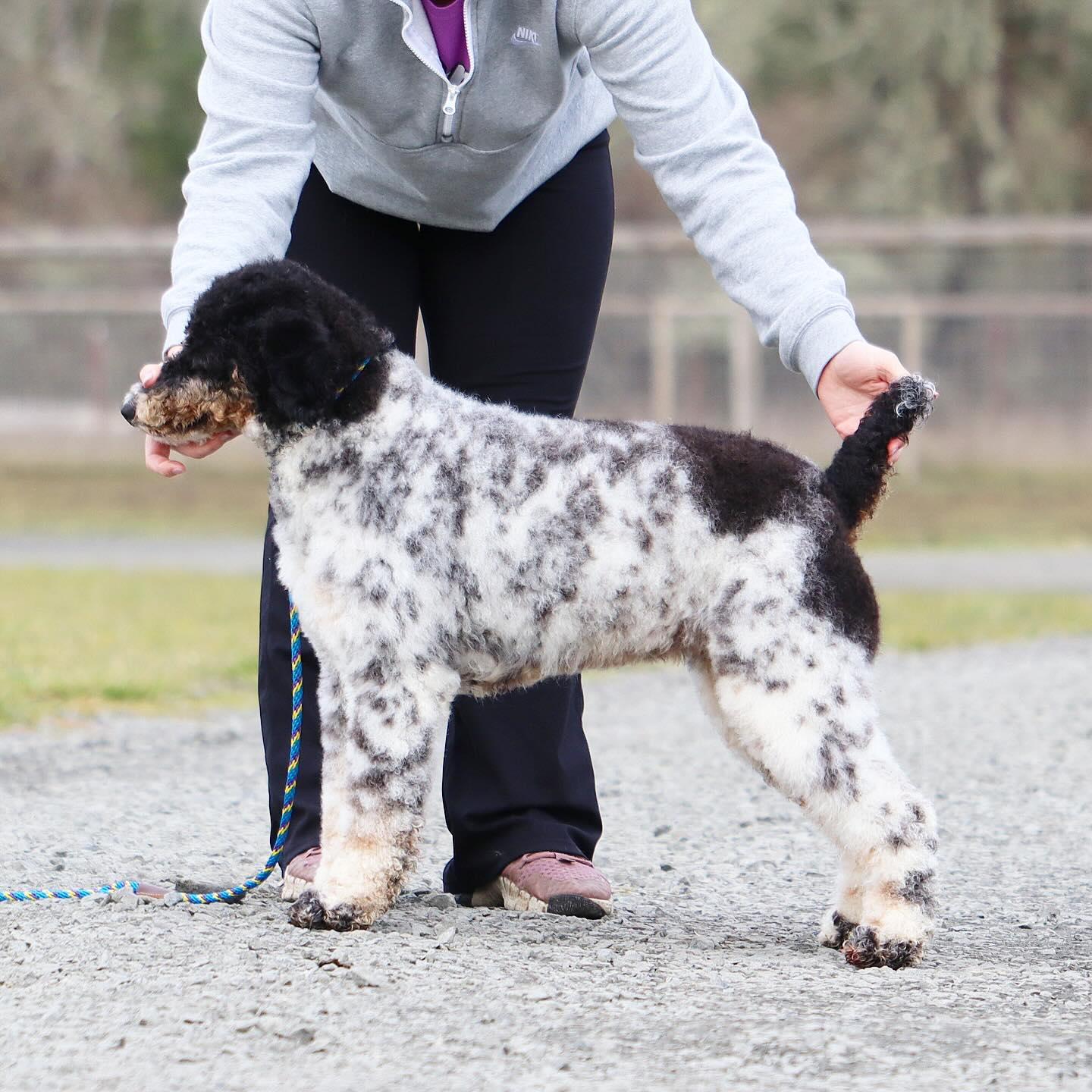 Spyce momma in a nice stack 😌 #LKPoodles