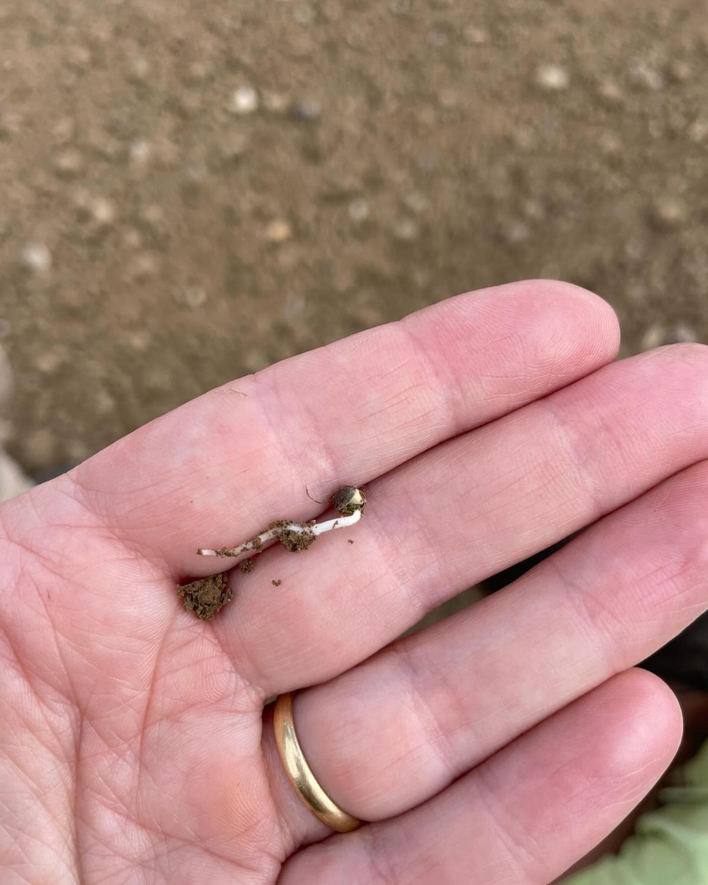 Germe le mardi 21/05 à 17h après le semis du samedi 19/05.
#chauxchanvre #chanvre #chenevotte #chaux #renovation #materiauxnaturels #isolation #plainedestrees #valleedoree #oise #hautsdefrance