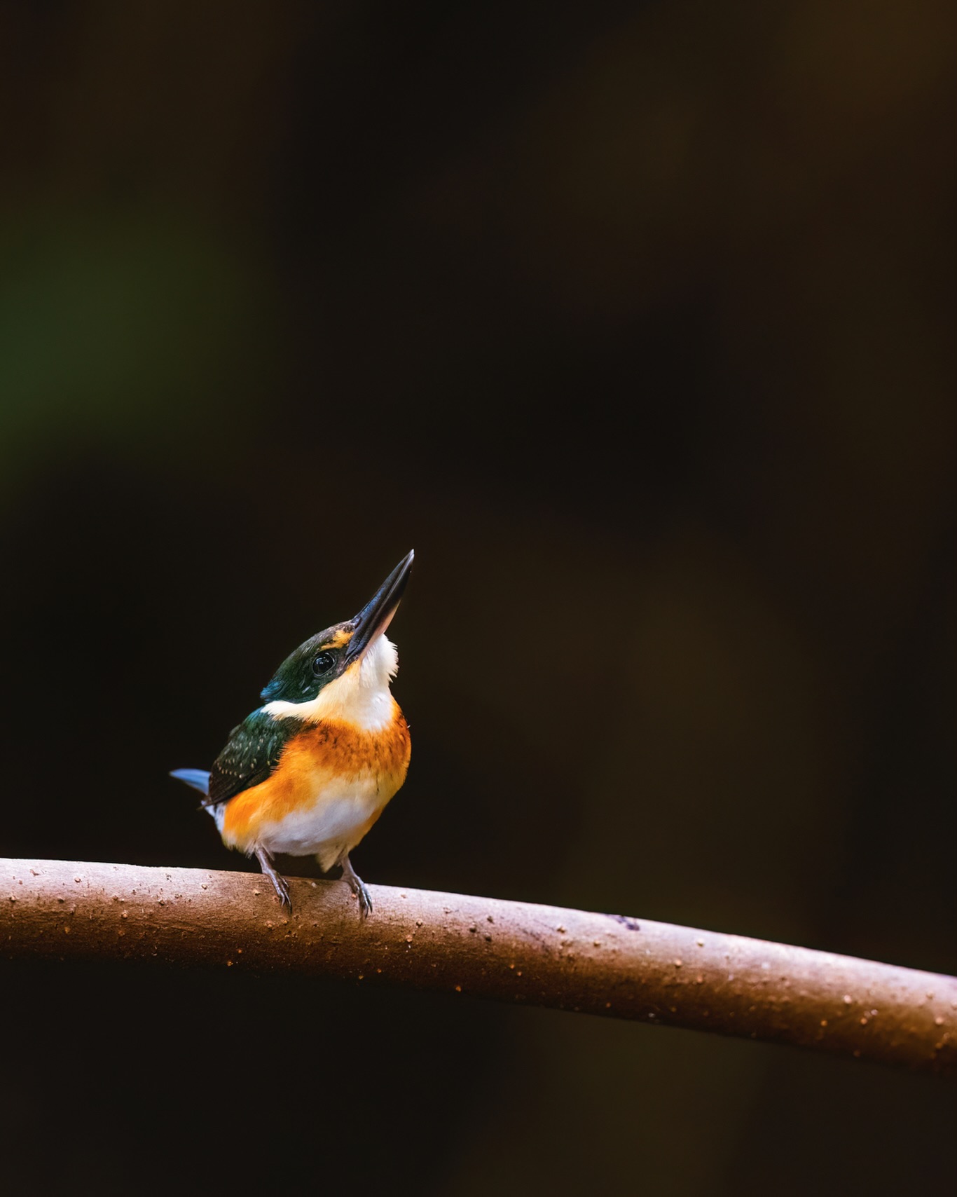 Inexperienced experts abound, shortcuts and flimsy façades run riot as the village has become the idiot.
☆
American Pygmy Kingfisher
☆
#americanpygmykingfisher #kingfisher #birdsoftrinidadandtobago #birding #birdphotography