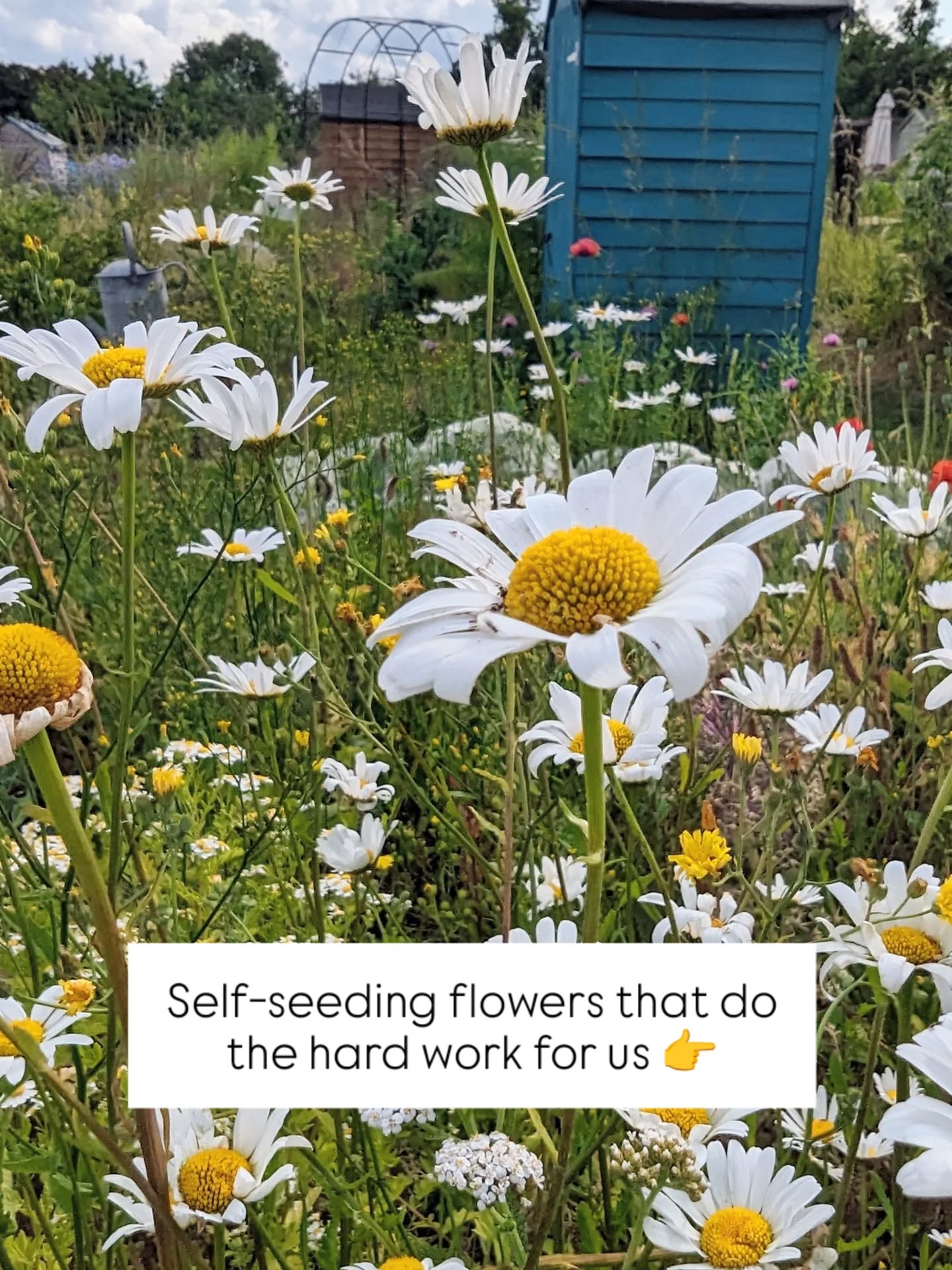 These self-seeding pollinator favourites look after themselves - and we love them for it.
They choose where to grow, and we plant around them.
A few of our favourites:
Ox-eye daisies
Ammi majus
Queen Anne's lace
Poppies
Cornflowers
Corn marigold
Honesty
Teasel
Fennel
Yarrow
Nasturtium
#wildlifefriendlygardening #theuntamedgarden
#wildflowers #selfseeded #flowersandotherstories