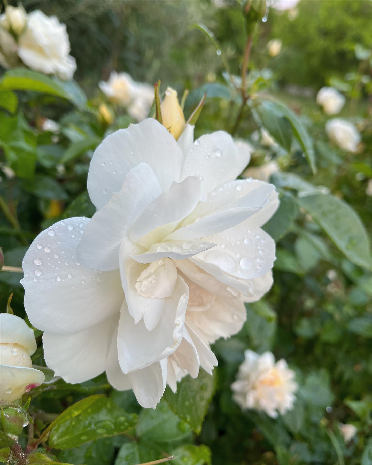 #rose #rosen #garten #galabau #gartengestaltung #gartenliebe