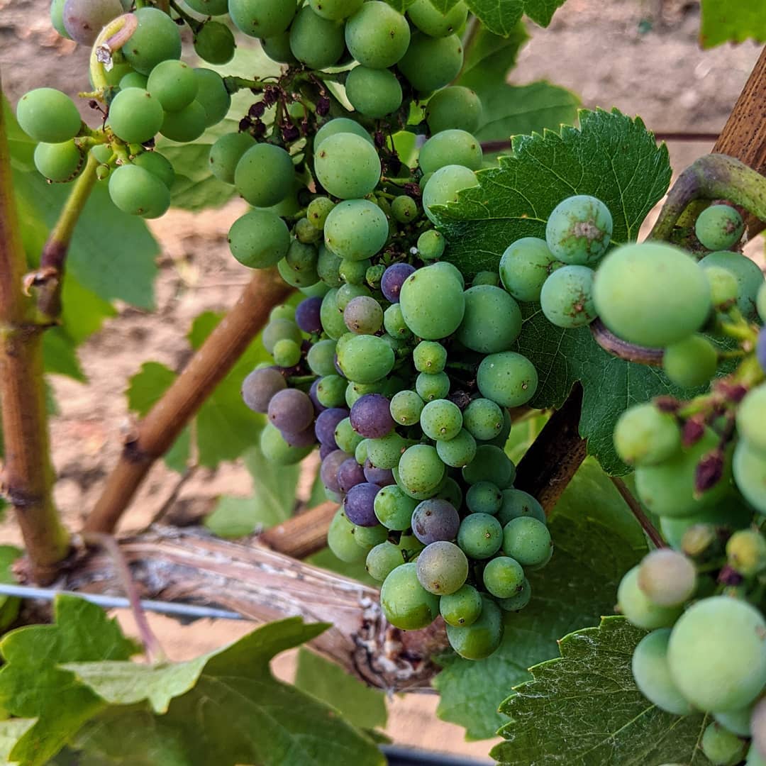 Pommard veraison, and our 2nd harvest is within sight.
#oregonviticulture #oregonpinot #pinotnoir #yamhillcarltonava #oregonwine #vineyardlife #bishopscottranch