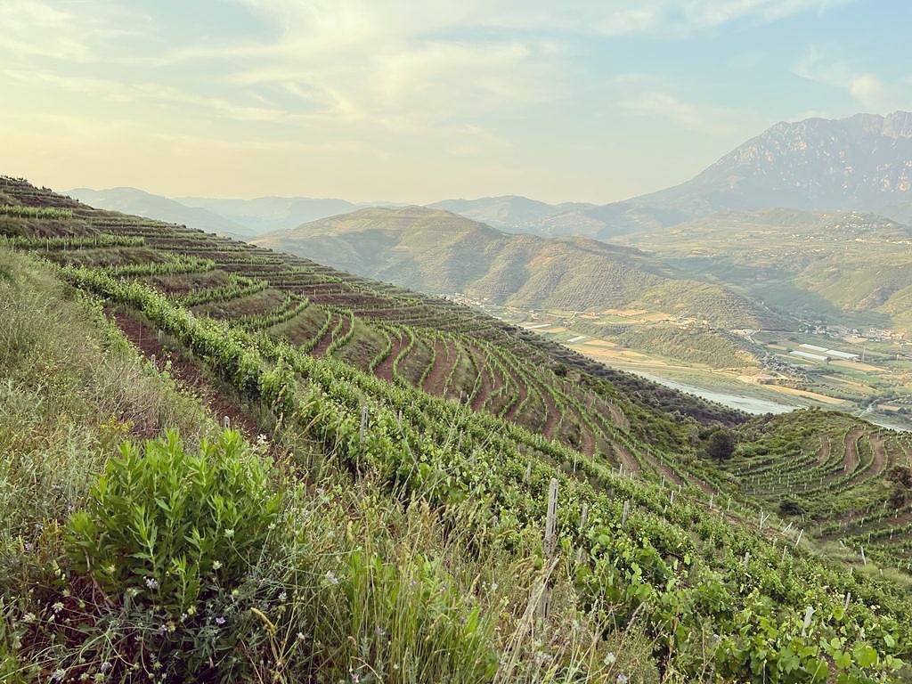 I meravigliosi e suggestivi vigneti a Malinat (Albania), siamo orgogliosi di vedere bei risultati come questo 💪🏻 #viticoltura #enologia #laboratorioenologicotoscano
