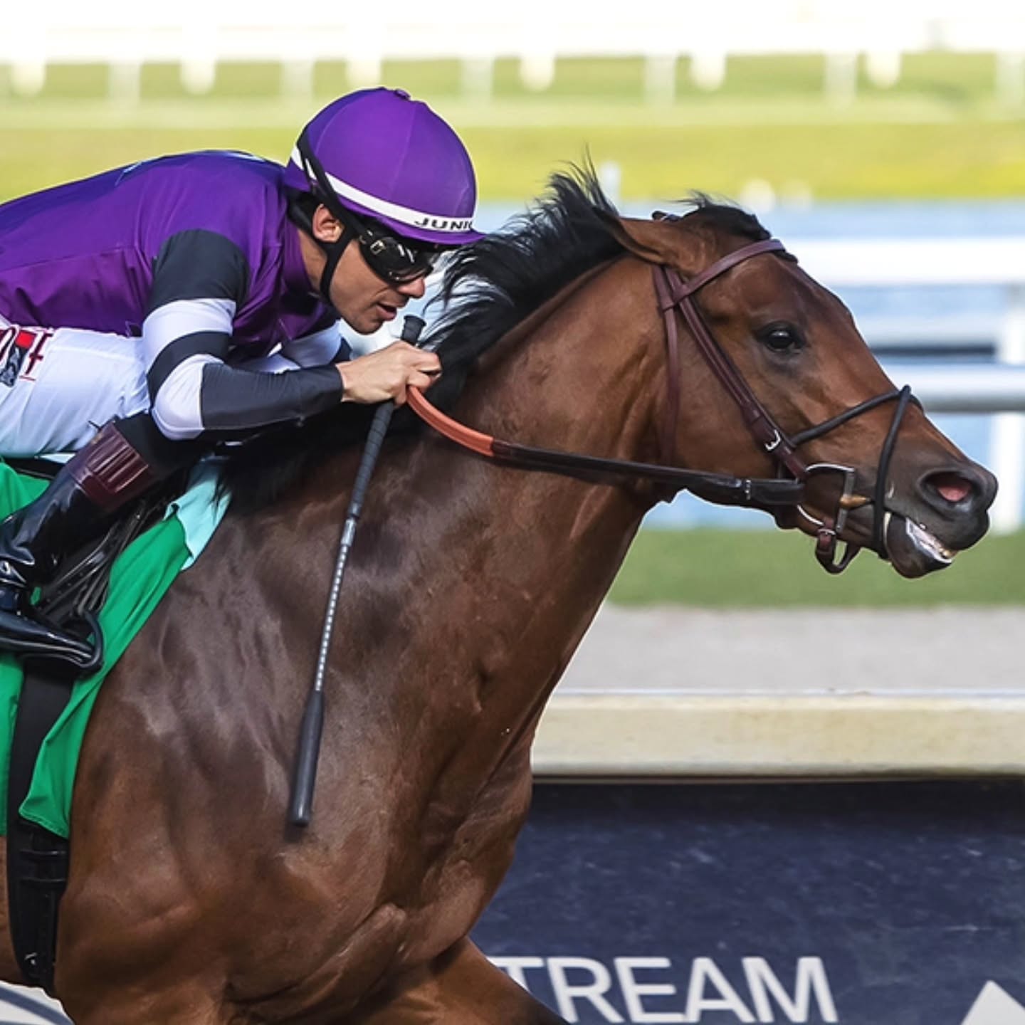 WINNER! Rockies Balboa proves the best in his second win in a row at Gulfstream today! TERRIFIC and patient ride by @jockeyjunioralvarado. Congratulations to owners @rockies Charles Monfort, America's Pastime Stables, Bloom Racing Stable LLC (Jeffrey Bloom) and Edwin Barker. Hats off to our great FLA team for having him ready to roll! ๐Huge thanks to photographer Bob Aaron for taking the time to be there and get these beautiful shots!