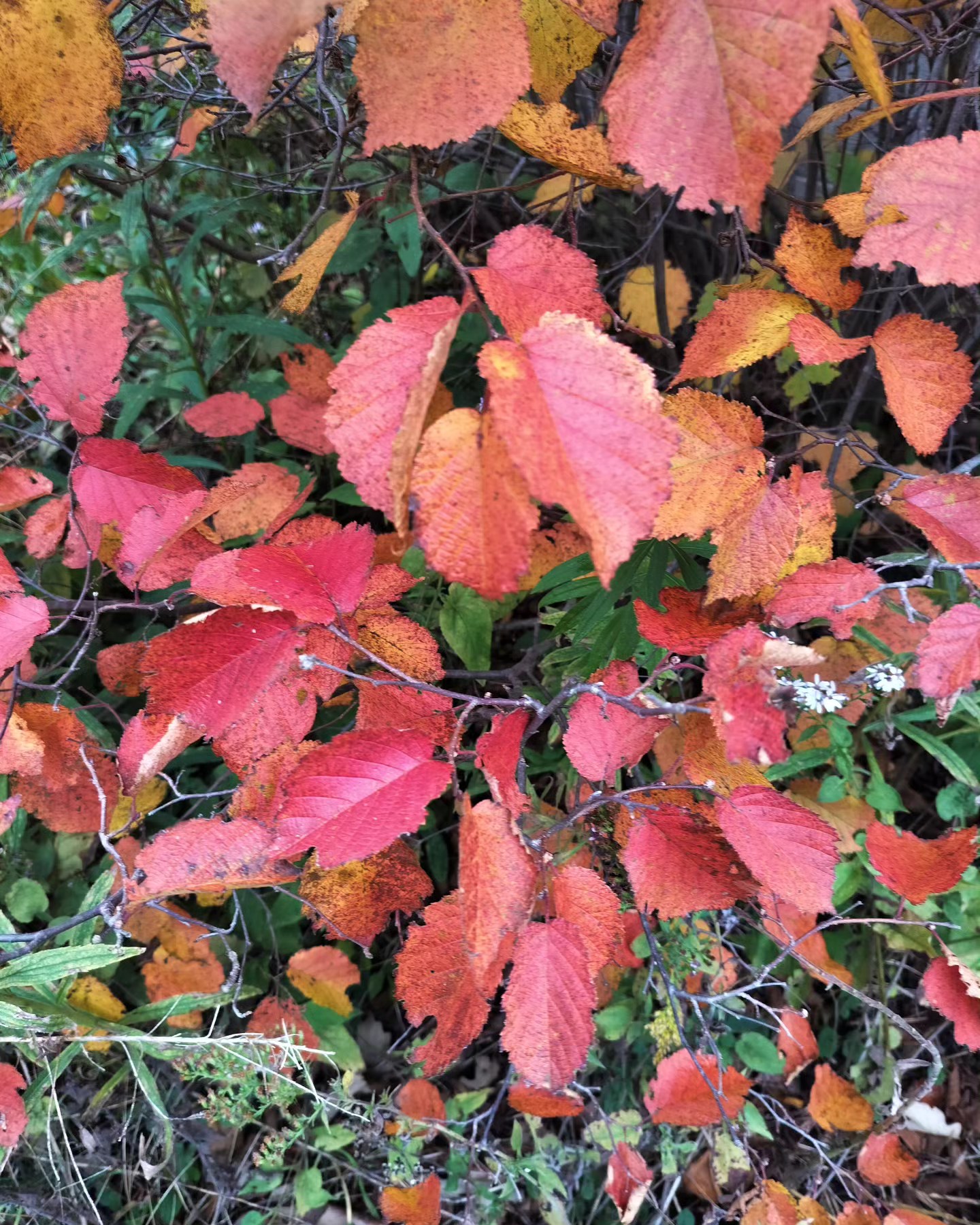 Monday Moment of Zen. The flaming reds of American Hazelnut (Corylus americana), a native shrub that always shows out this time of year. Peace y'all.