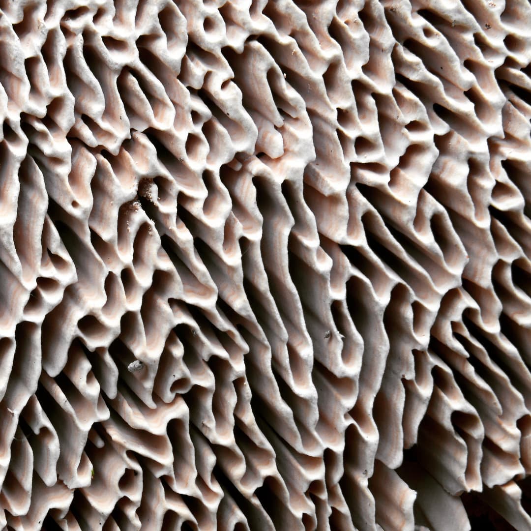 This could be a view from another planet. Daedalea quercina, the oak mazegill. Found nearly everywhere in England. Nice one to examine closely 👀 #mushroomidentification #england #hampshire #fungi #mushroom #fungilove #fungiphotography #fungiofinstagram #mushroomsofinstagram #mushroomcultivation #mushroomgrowing #mushroomfarm