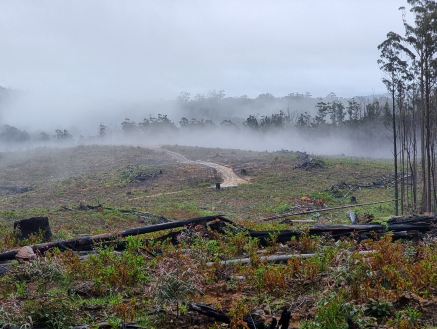 Civil planting's great, but there's something magical about tree-planting in Aussie forests on foggy mornings. Nature's playground! 🌿🌫️ #BestOfBothWorlds #Forestry #TreePlanting #ReplantingOurFuture