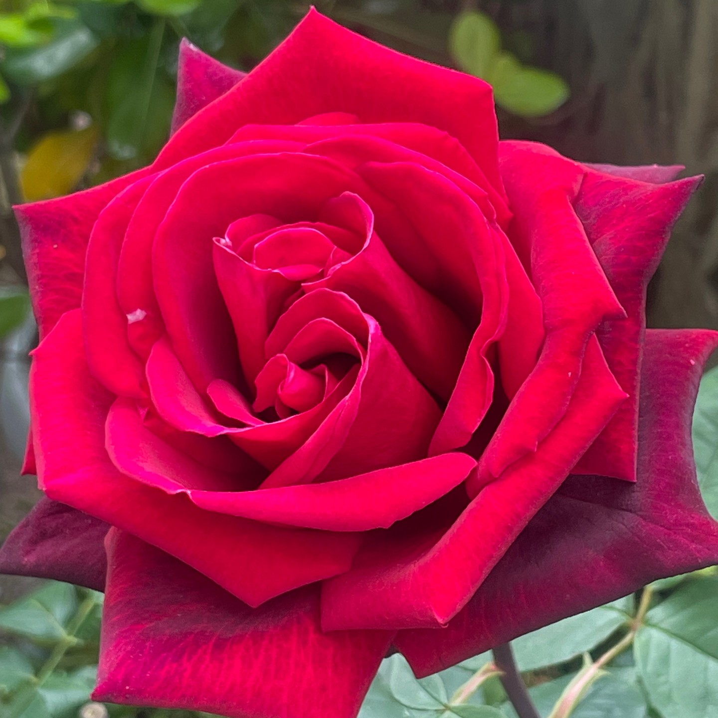 And before you know it, this rose has reached their full potential...have you?