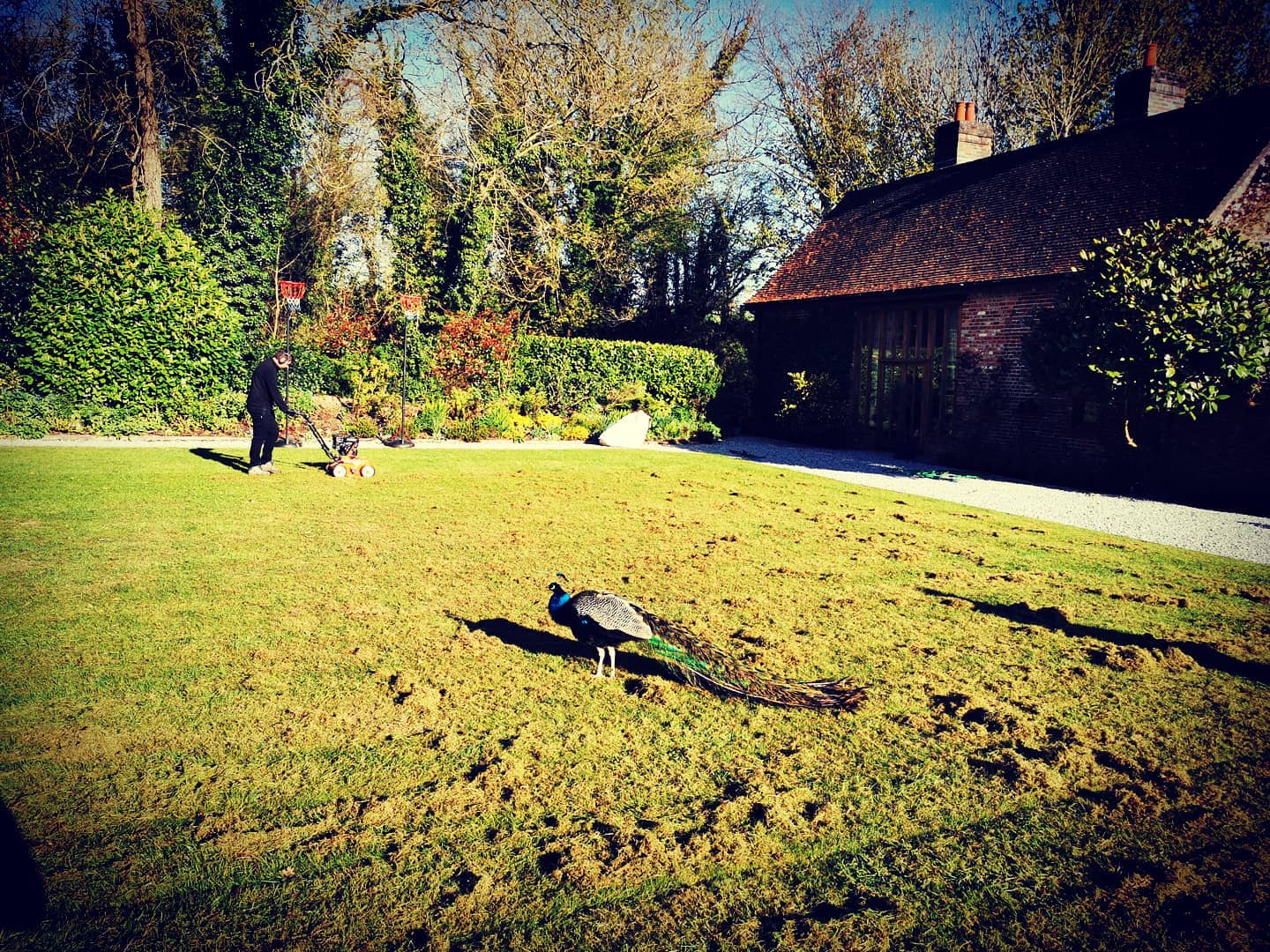 We've been doing lots of scarafying these last few weeks, removing as much moss and thatch as we we can in our clients lawns. Notice the Peacock doing his rounds.
#gardening #garden #lawn #grass #thatch #grasscutting #bloomsford #peacock #spring #outdoors #outdoorsman #countryhouse #countryliving #lovemyjob #lovegardening #instagardening #instagarden