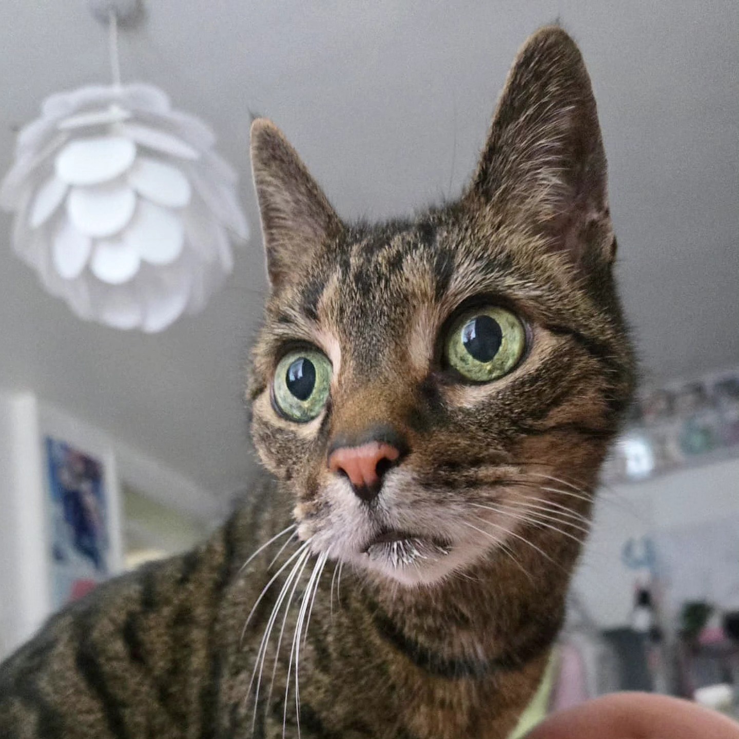 Milk drunk on a Friday 😂😻🥛
#bengalcat #bengal #cat #kitty #catsofınstagram #catsgram #catoftheday #picoftheday #photooftheday #dogtrainer #doglover #catlover #wigglewaggles #cute #animalsitter #animallover #animals
