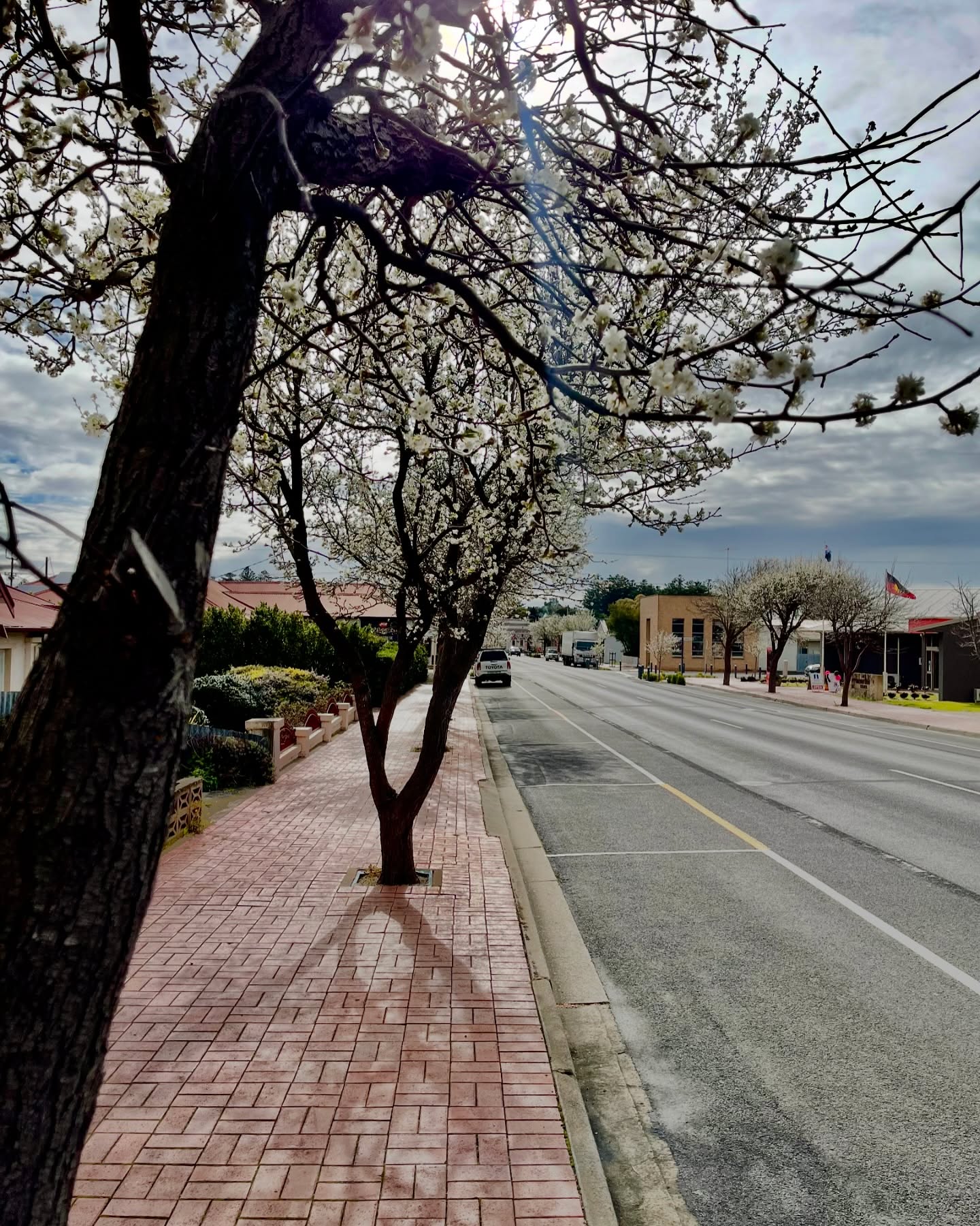 The buds are blooming! The main streets are looking very floral at the moment 🌺
#discoverkingstonse #kingstonse #localstartshere #springisnearlyhere