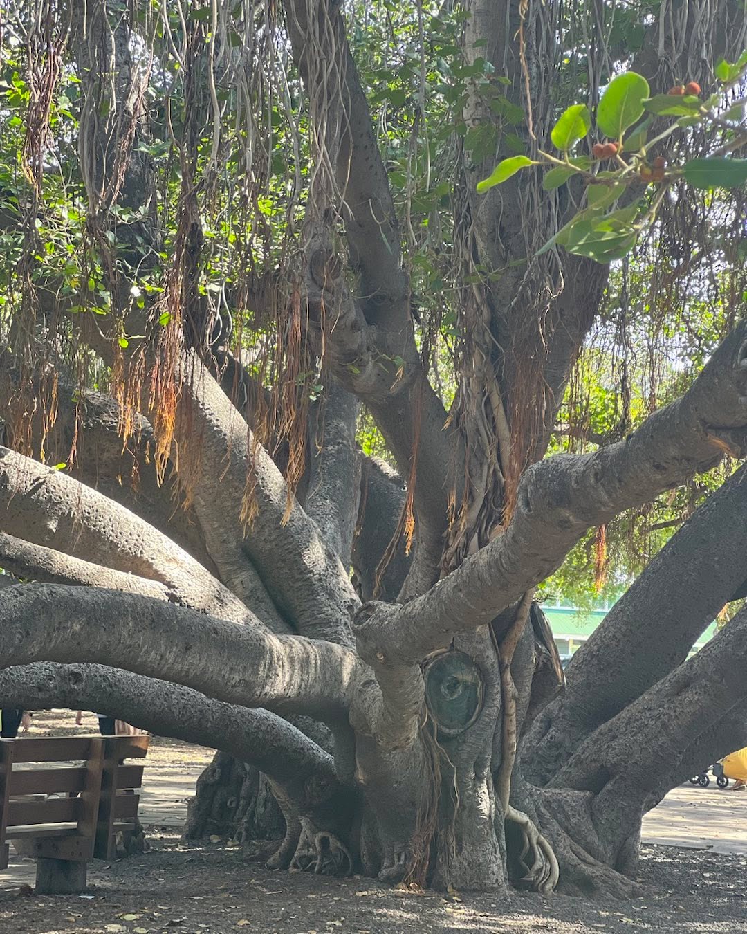 Praying for Maui 🙏