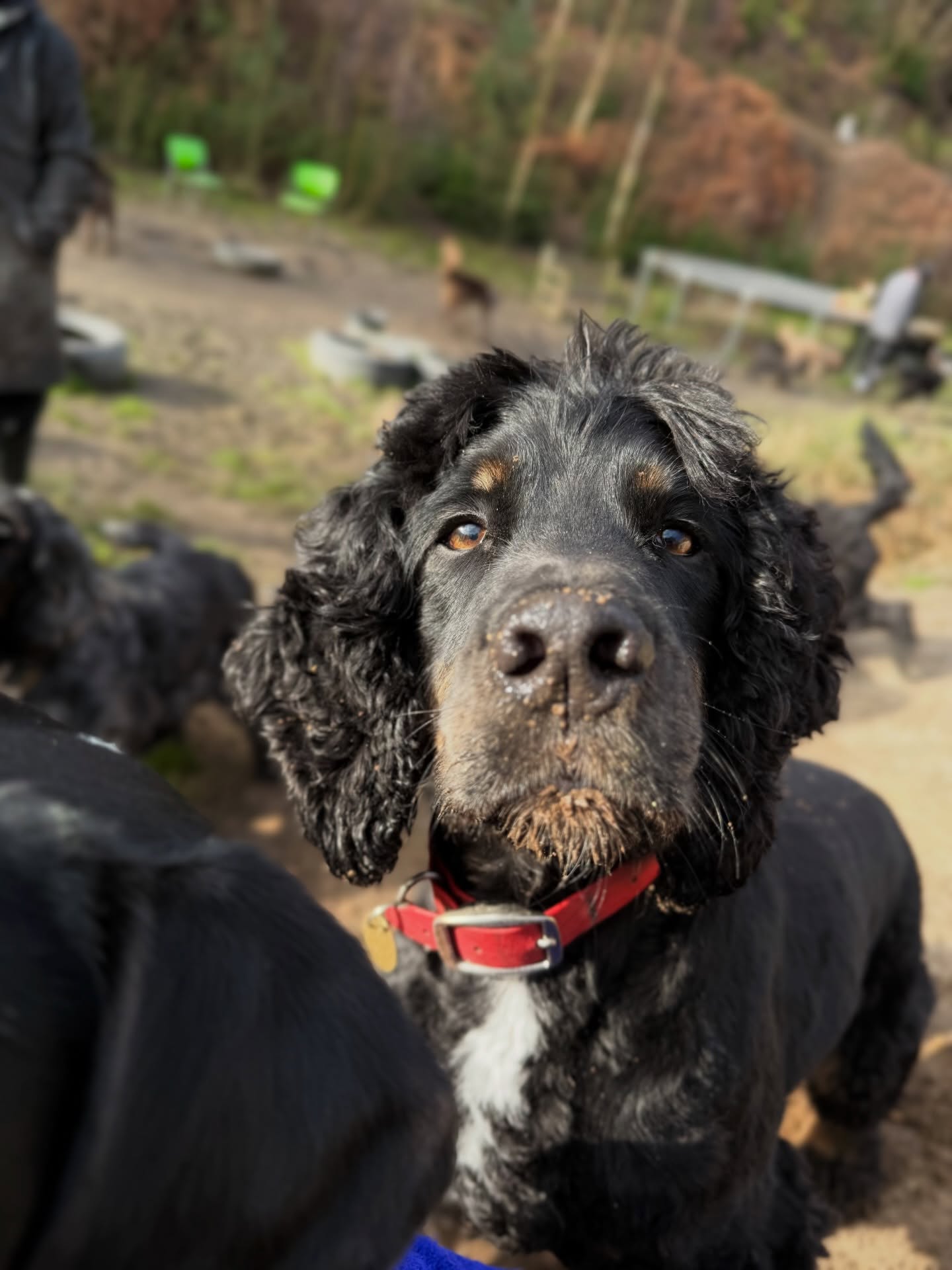 Photo dump 📸 #daycare #cutest #dogs #surrey #family