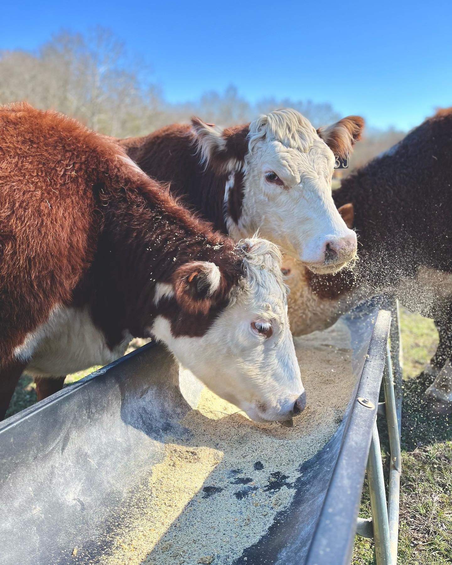 Such a great picture of Bessie looking right at us. We can’t wait to see our new little calf hopefully next month!
.
.
.
.
.
.
.
.
#farmlife #lasater #lasaterhomestead #cows #cowsofinstagram #bull #cattle #bulls #hereford #registeredherefords #herefordcattle #hereford #christianfamily #christianfarmer #christianlife #babycalf #animals #cuteanimals
