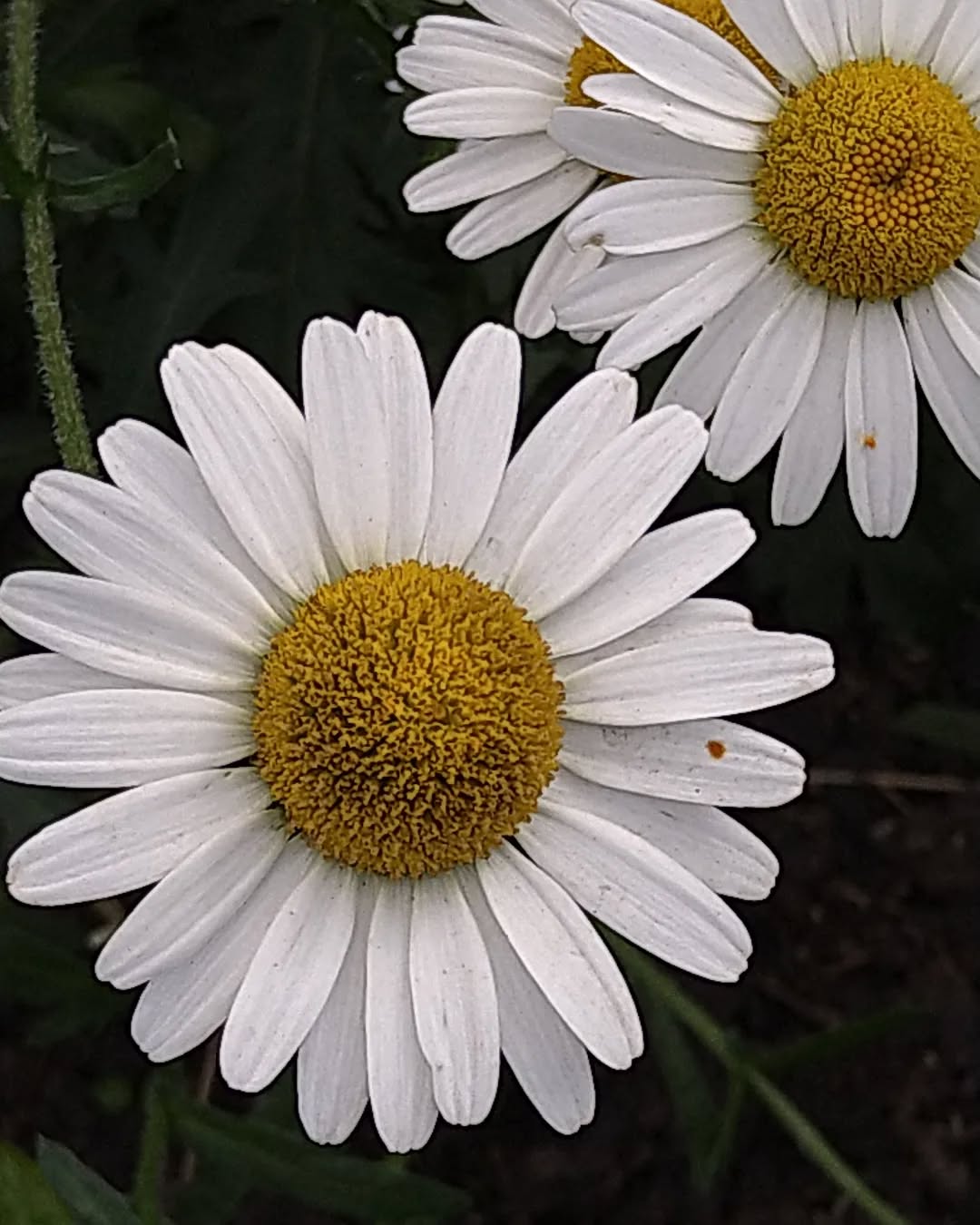 tyncellarcommunityhall #selfcateringcottage #selfcatering #holiday #cottages #margam #porthcawl #bedandbreakfast #inittogether #barnconversion #tyncellarfarm #thebarnbedandbreakfast #inittogetherfestival #farm #farmlife #visitwales #walesadventure #wales❤️#nature #september #wales #flowersofinstagram