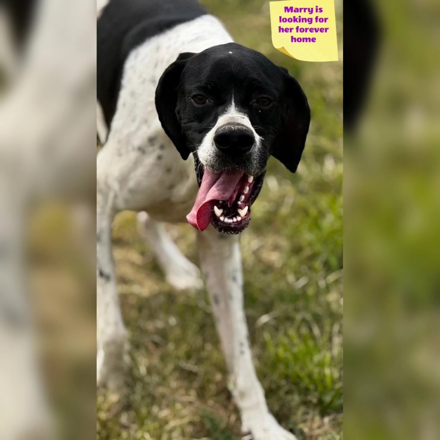 We want to thank you for your wholehearted suuport
❤️🐾G.J.P.M. Wieggers
€25,00
❤️🐾John and Magdalena Zonneveld
€50,00
❤️🐾H.J..Struyk
€10,00
❤️🐾Linda Lispet
€10,24
❤️🐾Astrid Koopman-Blom
€25,59
❤️🐾Laura Wijts Hondenuitlaatservice de Bollenstreek
€10, 24
❤️🐾Kees Visser
€10,24
❤️🐾Karin Heymen
€15,35
❤️🐾Janka Noordzij
€5,12
❤️🐾Steffi Albruschat
€25,59
❤️🐾Monique Voeten
€51,18
❤️🐾Jeanette Becker
€25,59
❤️🐾Rene Neuburger
€5,13
❤️🐾Caroline Roels
€10,26
❤️🐾Ans Flier
€15,39
❤️🐾Tanja Enneking
€25,59
❤️🐾Y Oude Luttikhuis
€7,50
Thank you for your contribution💝
Contact via email: gsprescuehr@gmail.com
Website: https://www.gsprescuehr.com/nl/contact.
#dontshopadopt#englishpointer#englishpointers#englishpointersofinstagram#englishpointerlover#dontshopadopt#rescuedog#rescuedogsofinstagram#pointerlove#pointerlovers#pointersofinstagram#pointerdog#pointeraddicted#pointeraddict#dogsarefamily