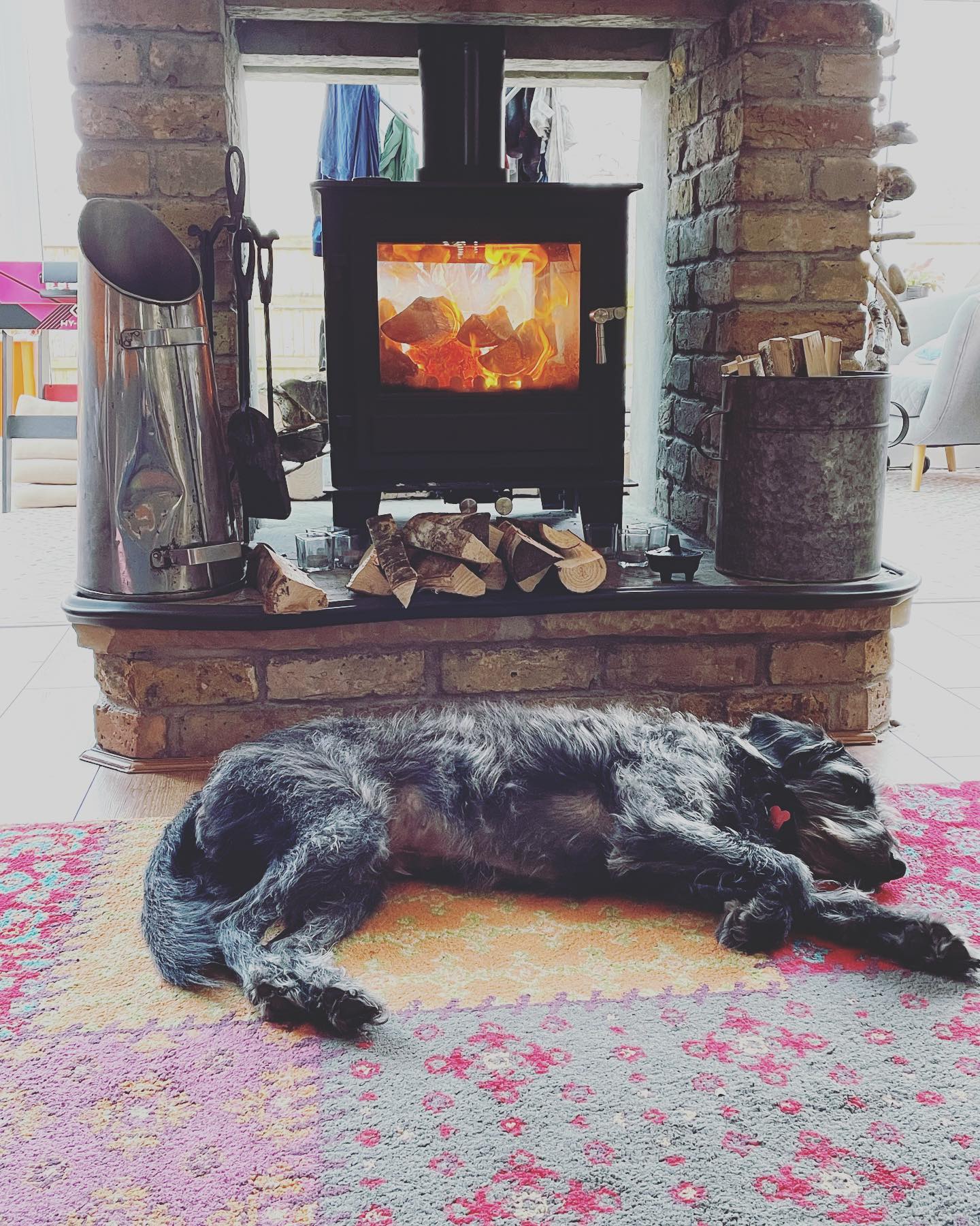 Elvis is loving his lazy Sunday!