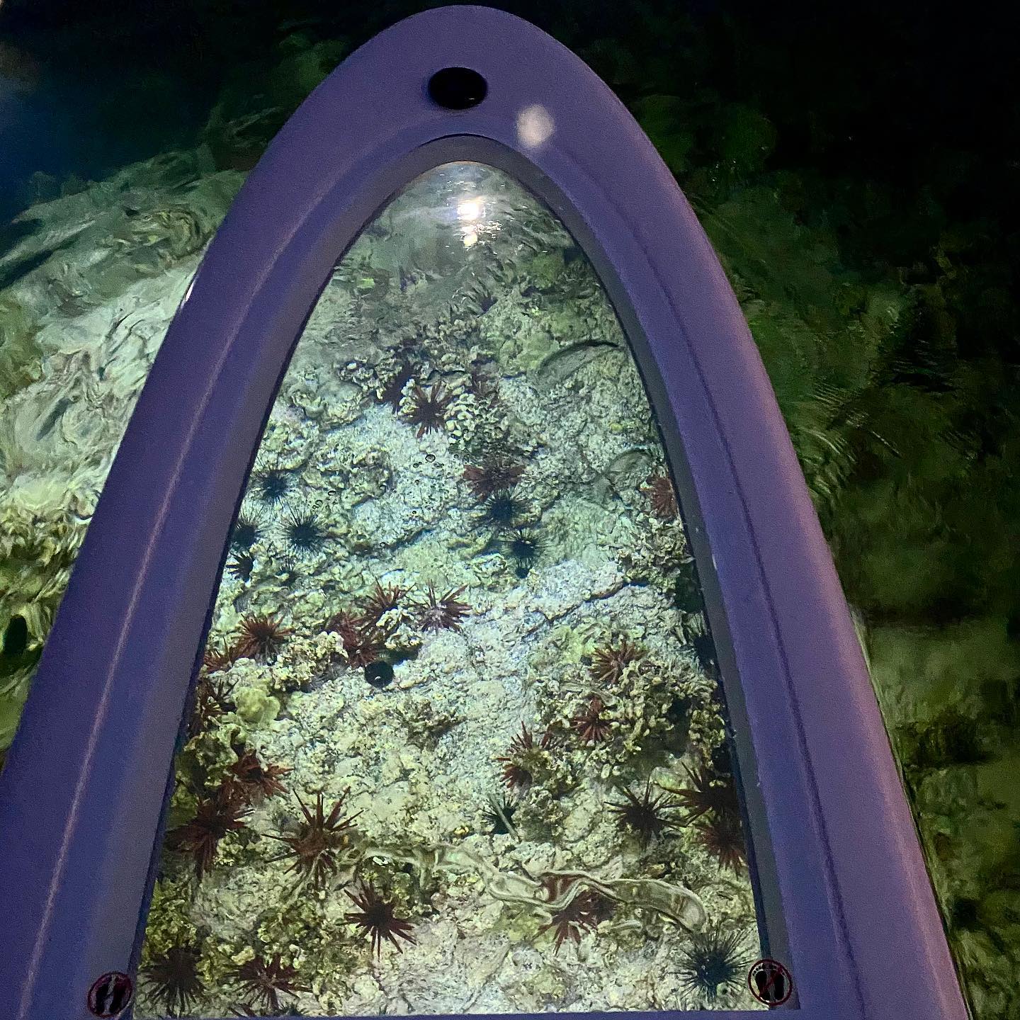 Made for illuminating marine life observation, not nose riding 🙌🏽🤙🏽 Most of the beauty of coral reefs does move much but is very much alive 💙