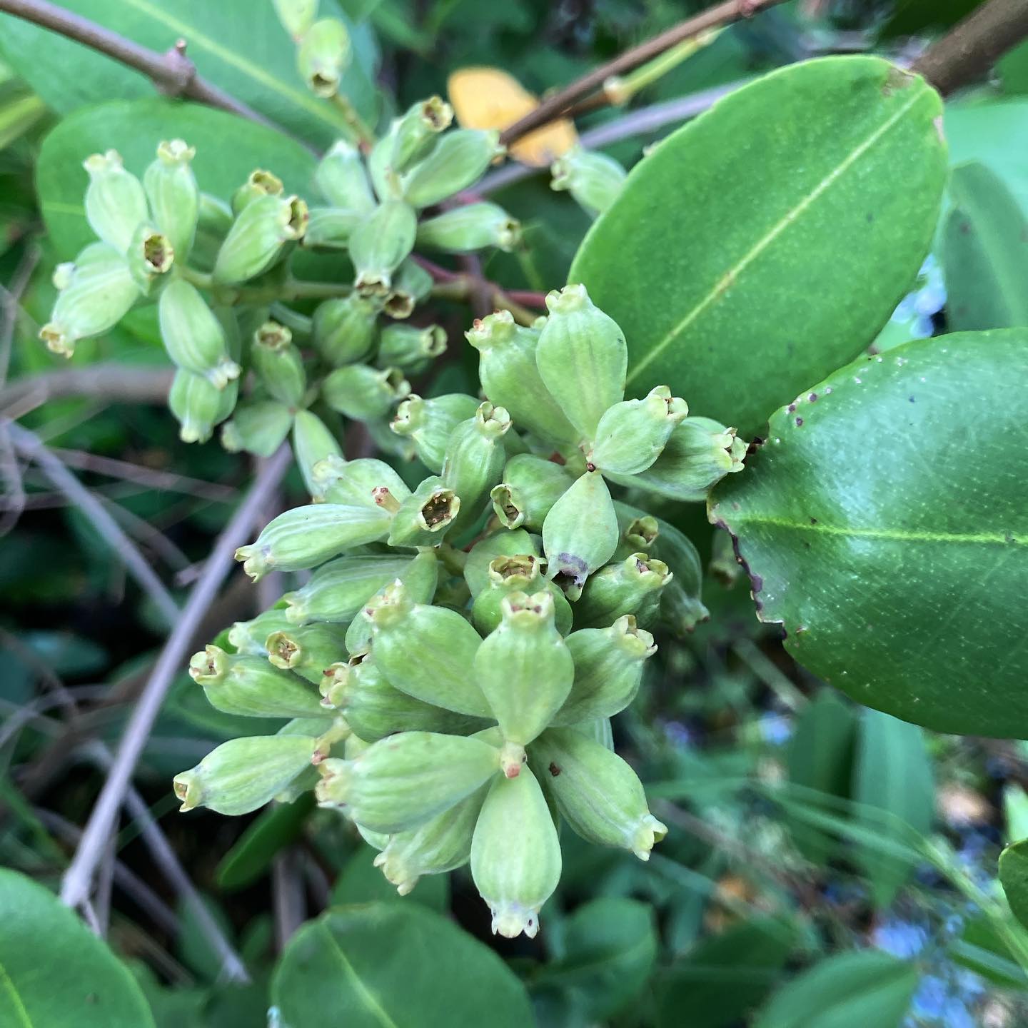 #paletuvierblanc #whitemangrove #avaible