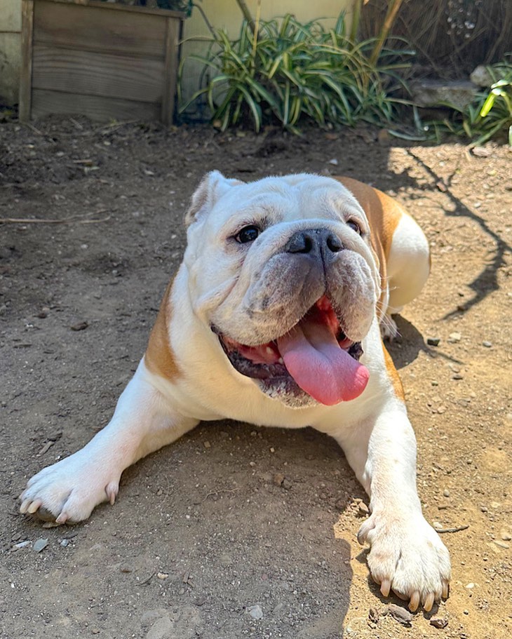 Hamilton taking it easy 👅 we love to be your pup’s home away from home #dogboarding #dogtraining #sfdogs