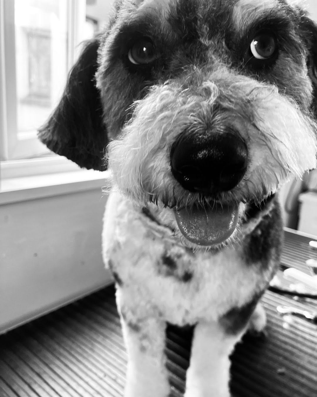 You can always rely on your dog for unconditional love 🥰