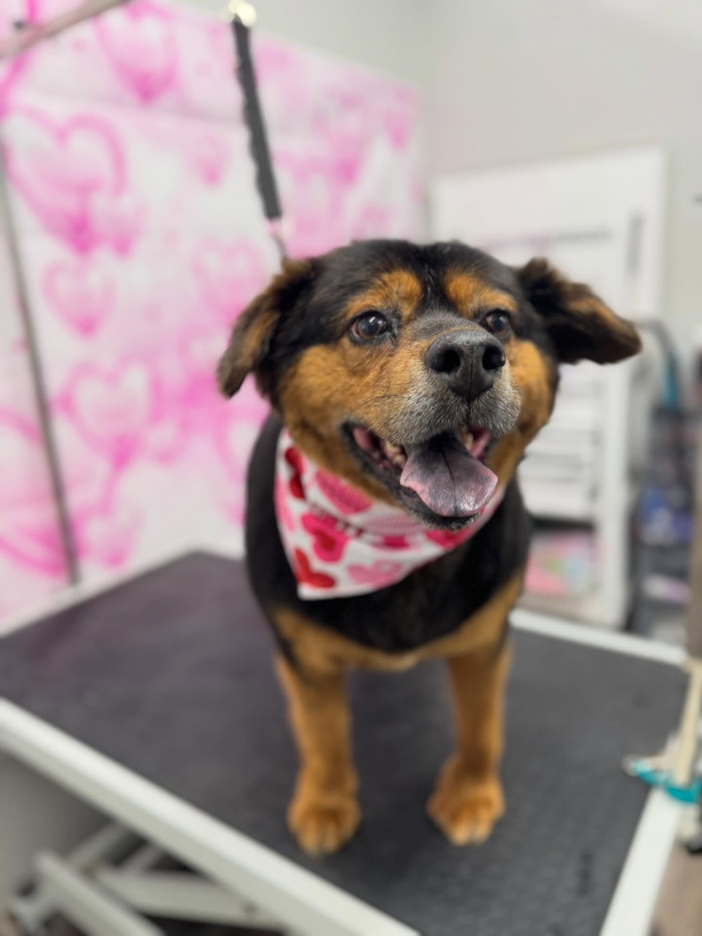 ✨Tatiana✨
—————————-
#chow #chowmix #doggrooming #dog
