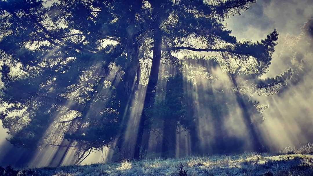 Spirit reaches through the veil every day, searching to touch our heart. If we're still, and attentive, we'll notice the signs from Spirit, from God. They're on the morning mists, and the rays of sunshine streaming through the pines.
.
.
.
#channeling #mediumship #counseling #intuitive #sessions #online #psychicreadings #blog #newzealand #mountainspirit #mtnspirit #spiritualism #spirituality