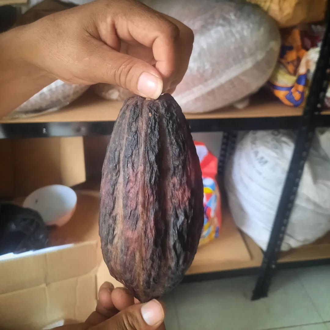 Cacao de familia @allincacao.peru y @villa_wasi_de_la_poesie_ 🤎
#cacao #lúcuma #sᴀʟᴅᴇᴍᴀʀᴀs #amazonas #nips