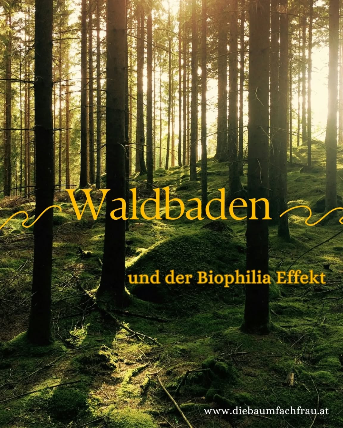 Der Biophilia Effekt beschreibt die Liebe des Menschen zur Natur. Der Begriff kommt aus der griechischen Sprache und bedeutet wörtlich "Liebe zum Leben". Erich Fromm benannte damit die Sehnsucht des Menschen nach der Natur.
Diese Hingabe zur Natur ist genetisch durch die Evolution in uns verankert.
Über Jahrmillionen ist unser Immunsystem in Wechselwirkung mit der Natur entstanden und gilt als kommunikationsfähiges Sinnesorgan. Die positiven Auswirkungen der Natur auf psychologischer und medizinischer Ebene sind gleichermaßen sowohl erstaunlich als auch bemerkenswert. Insbesondere weil ein wesentlicher Teil dieser Effekte unbewusst stattfindet.
Lies meinen vollständigen Blogbeitrag um mehr über die heilsame Wirkung der Waldluft zu erfahren:
https://www.diebaumfachfrau.at/post/der-biophilia-effekt-oder-die-seelenverbindung-der-menschen-mit-dem-wald
oder über den link in meiner Bio
💚💚💚
#diebaumfachfrau#biophilia#forestbathing#waldbaden#waldliebe