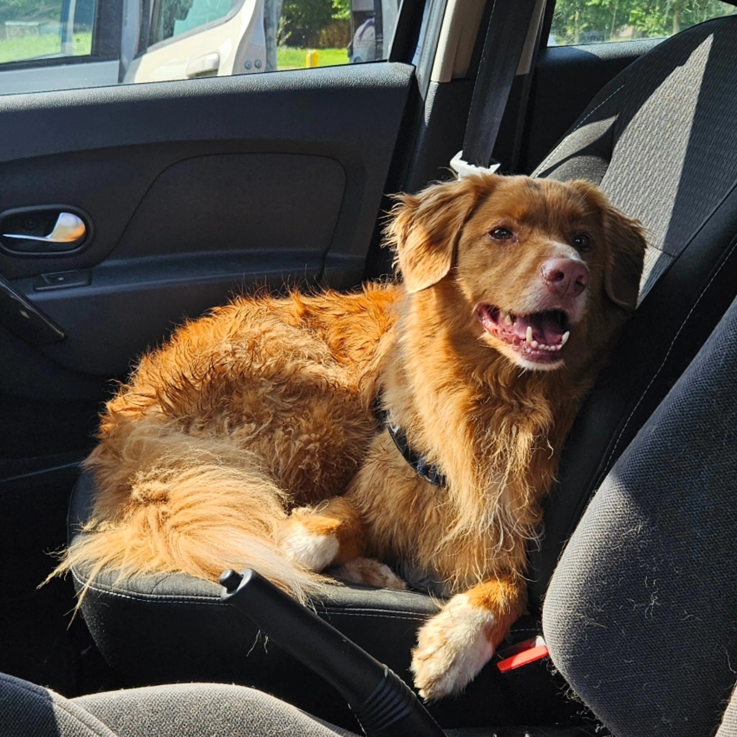 Zo, ik heb hard gewerkt. Dat wil zeggen: op de supboard gestaan/gezeten en de boel aangestuurd. Squeeken zachtjes als we dicht bij de andere sup waren en hard als Vrouwtje meer tempo moest maken. Ook is balans vaardigheden goed gest van Vrouwtje en ook die van Vision... Ik ben klaar, start de auto maar en rij naar huis, tijd voor een dutje....