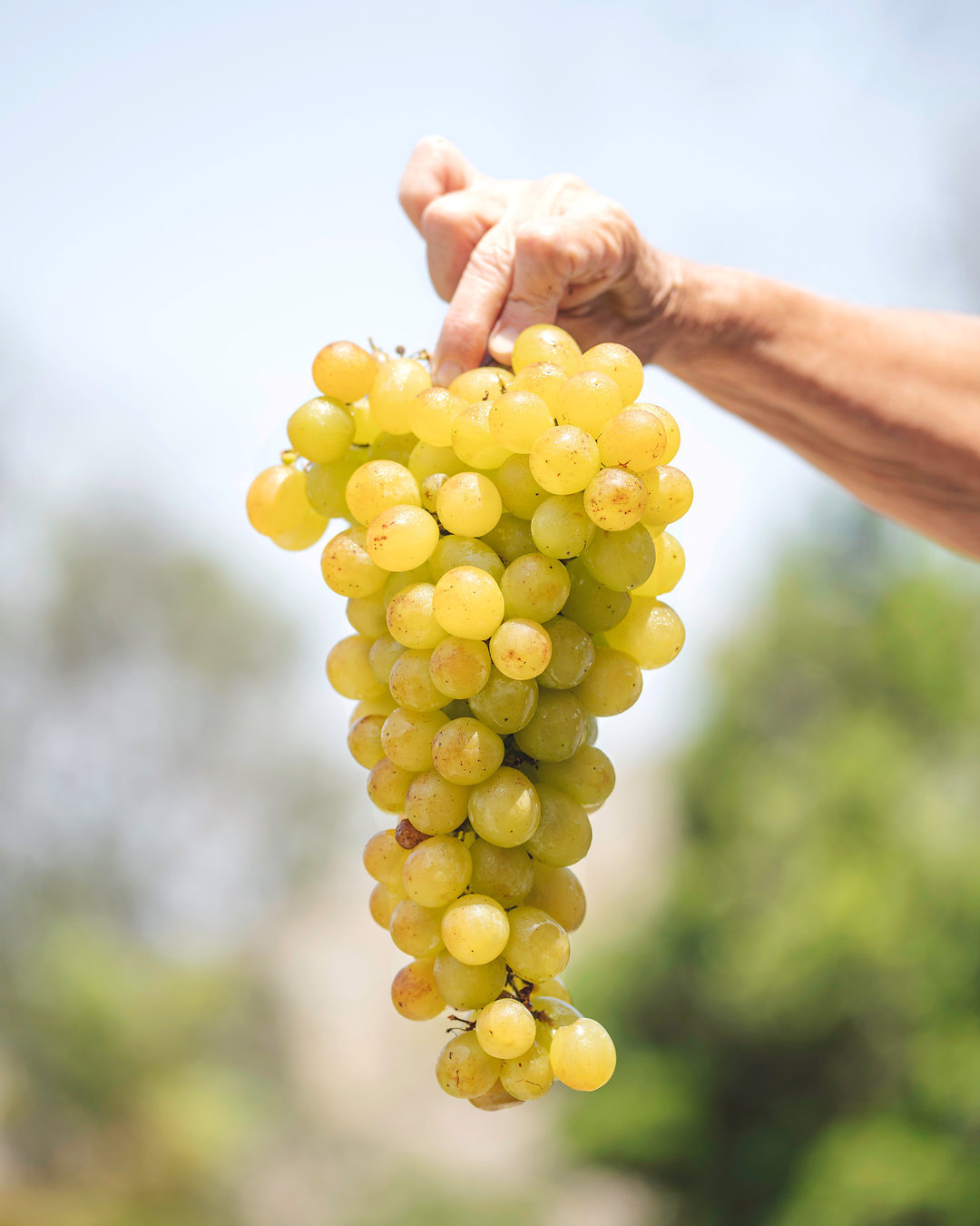Check out my blog post about Peru's pisco grapes!
#criollagrapes #patrimonialgrapes #southamerica #peru #pisco #drinkaseat