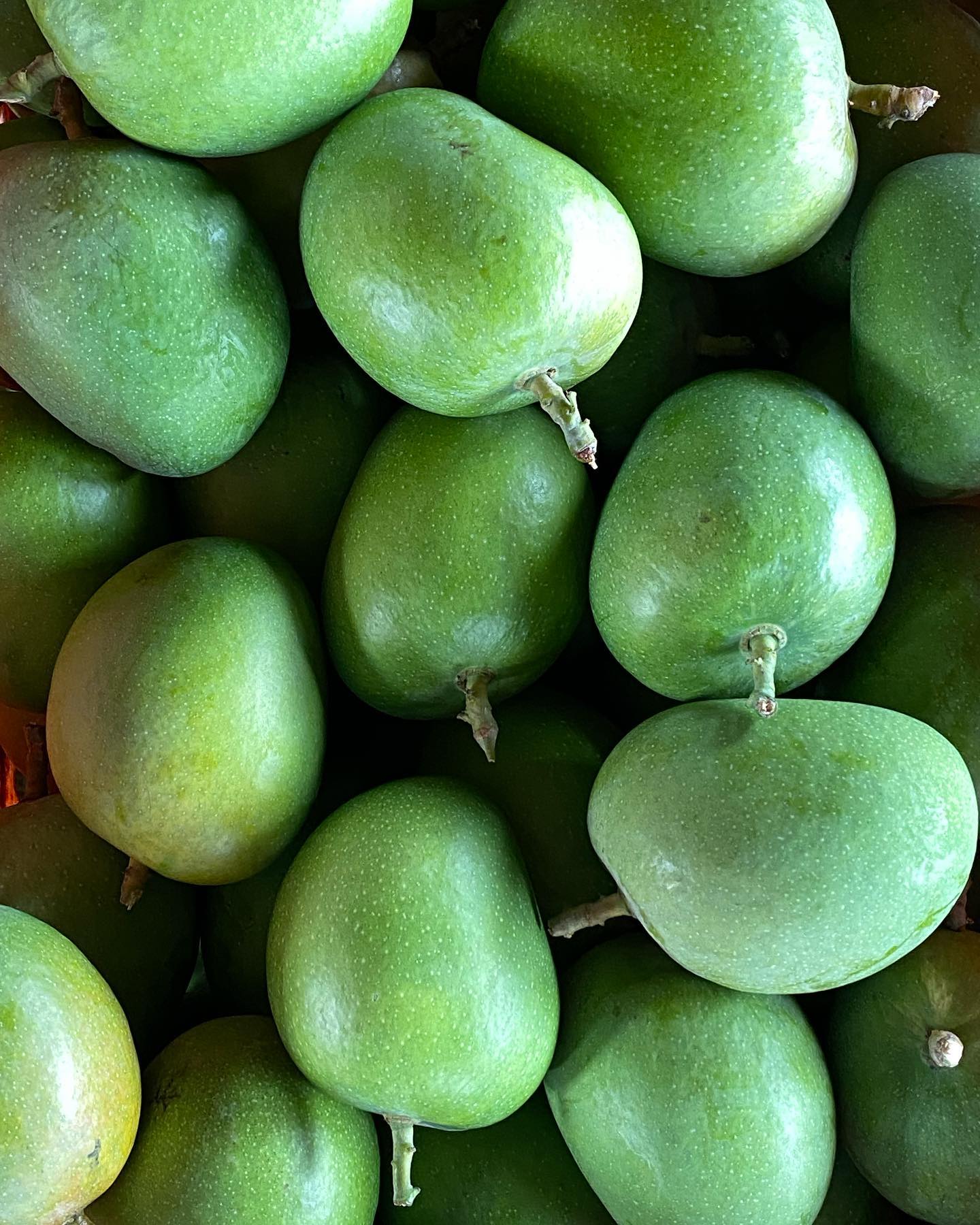 Mangoes are slowly ripening in the farm under the warm cushion of hay! The first half ripened batch is here in Pune, Mumbai, Bangalore, Mangalore!!
Order your devgad today!
#kokan #devgad #maharashtra #konkan #malvan #sindhudurg #ratnagiri #kokanchi #ig #nisarga #kudal #india #shan #mansa #sadhi #bholi #ratnagirimango #mangoseason #kokancha #kokani #kokandiaries #photography #nature #vengurla #instagram #maharashtradesha #malvani #mango #devgadmango #bhfyp