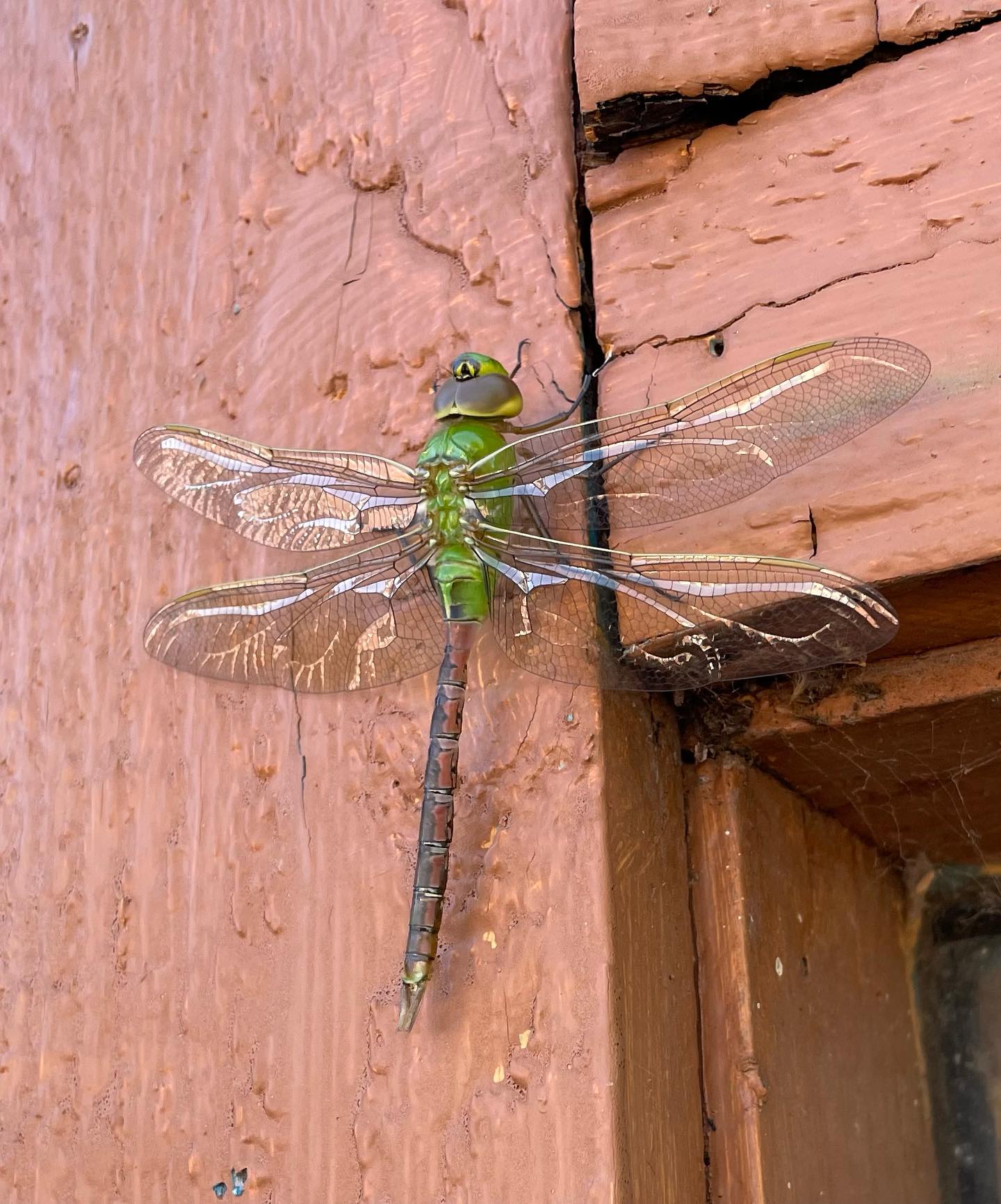 A colorful friend stopped by for a visit to show off the most spectacular iridescent wings.