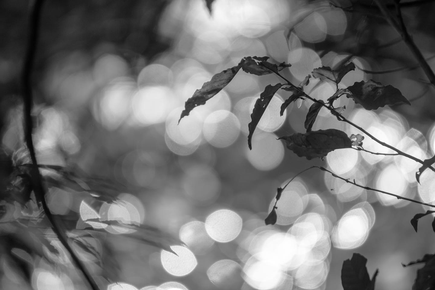 Glowing River #bnw #bnwphotography #monochrome #riverphoenix #river #blackandwhite #blackandwhitephotography #japan #fukuoka_nakagawa #olmpus #mzuiko #naturephotography#keithjarrettmusic #keithjarrett#bnw_magazine #bnw_rose